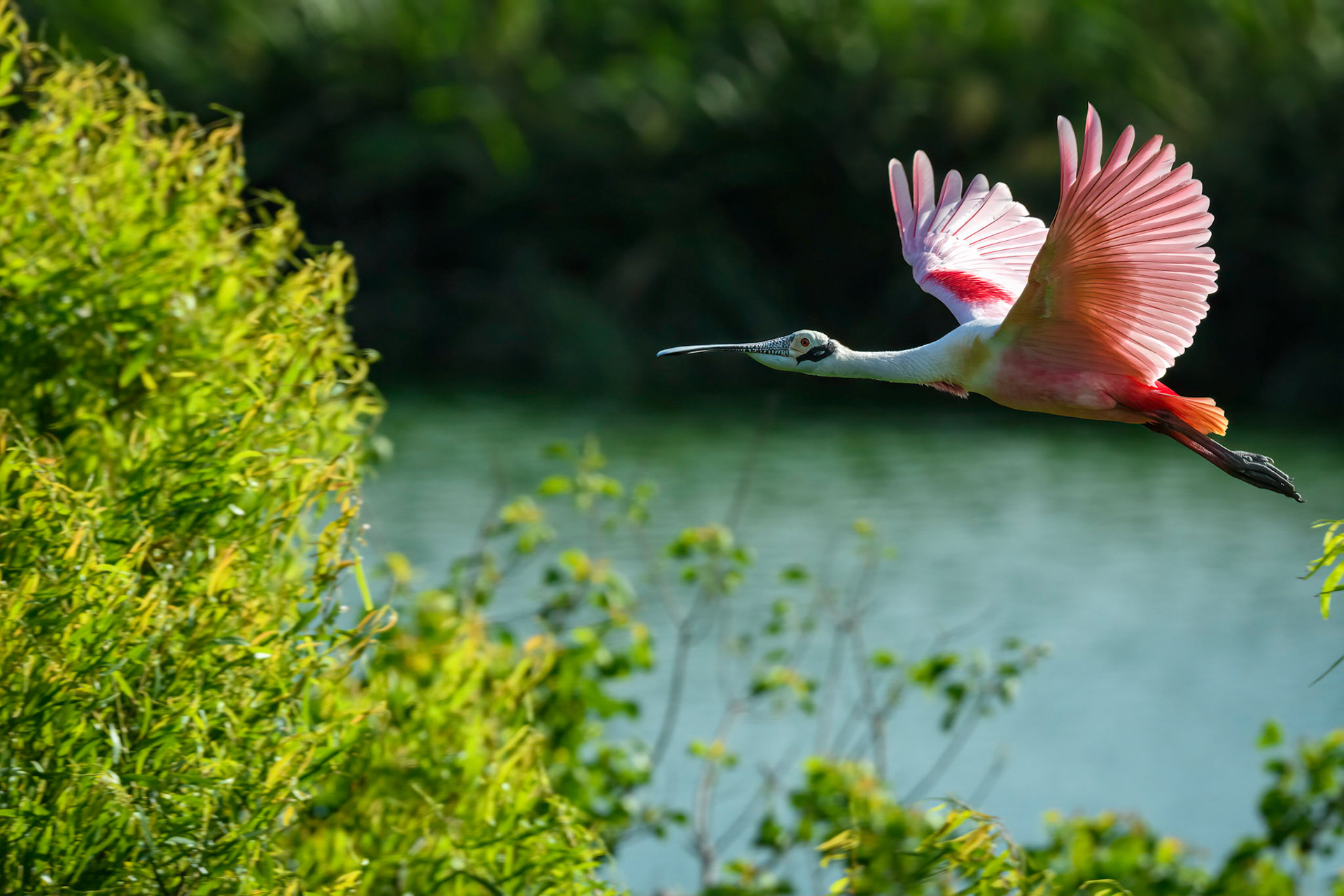 Roseate Spoonbill