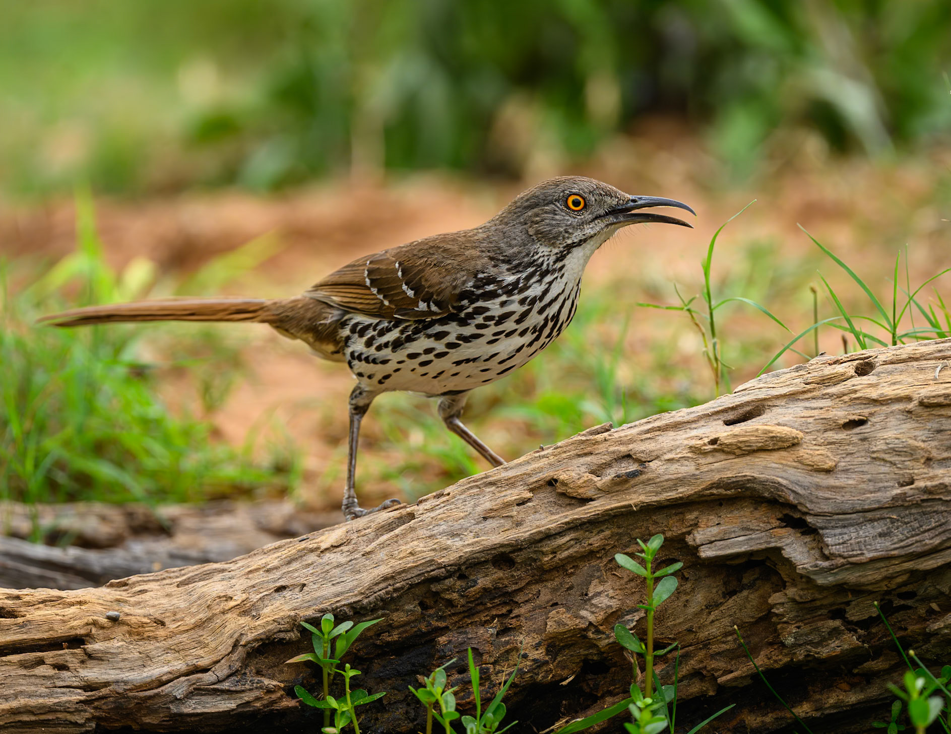 Long-billed Thrasher