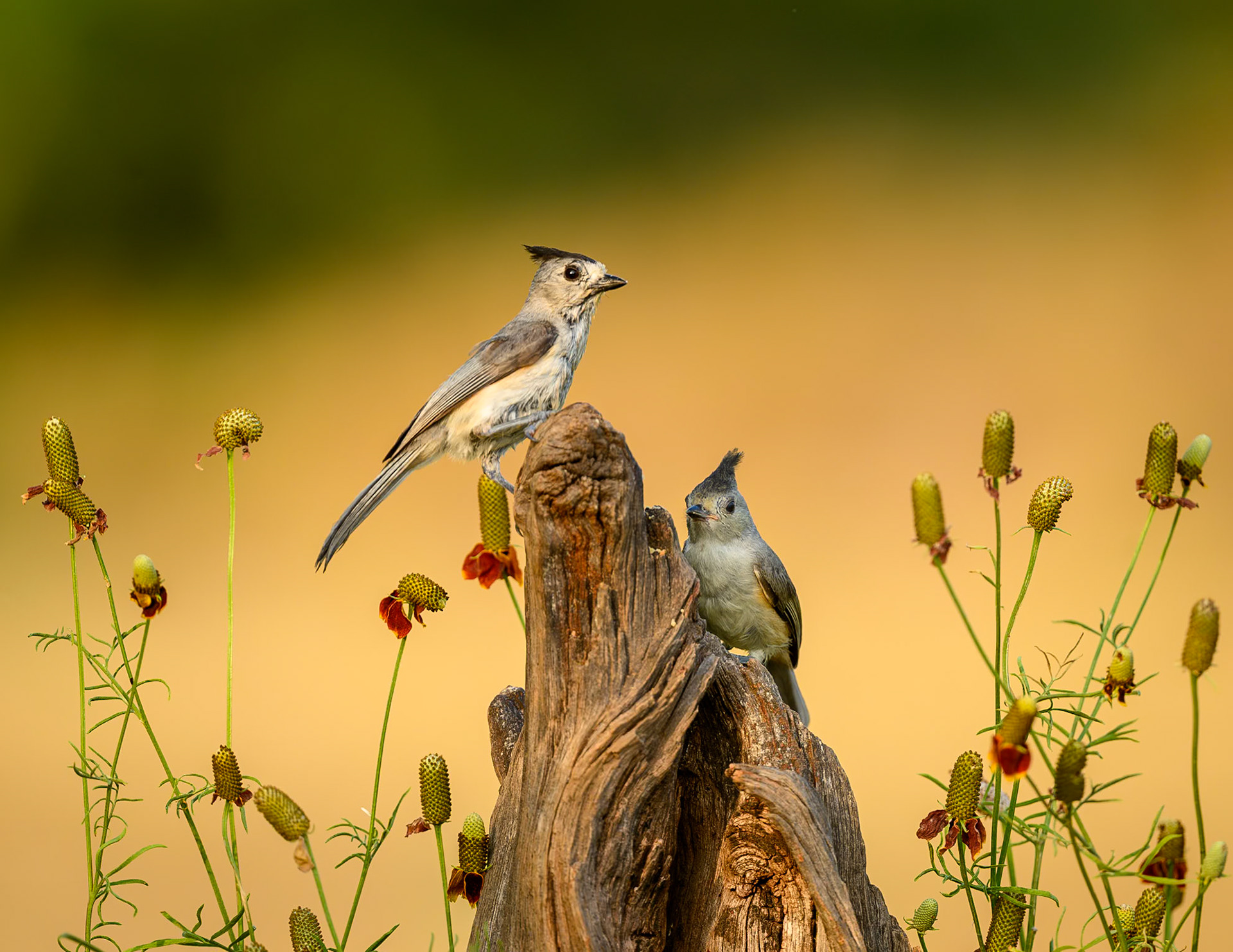 Black-crested Titmouses