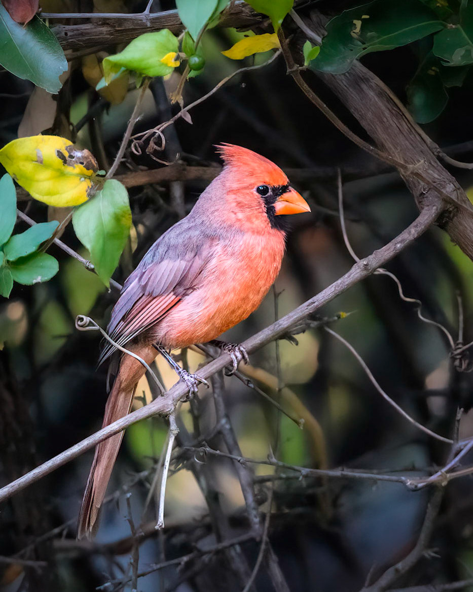 Northern Cardinal