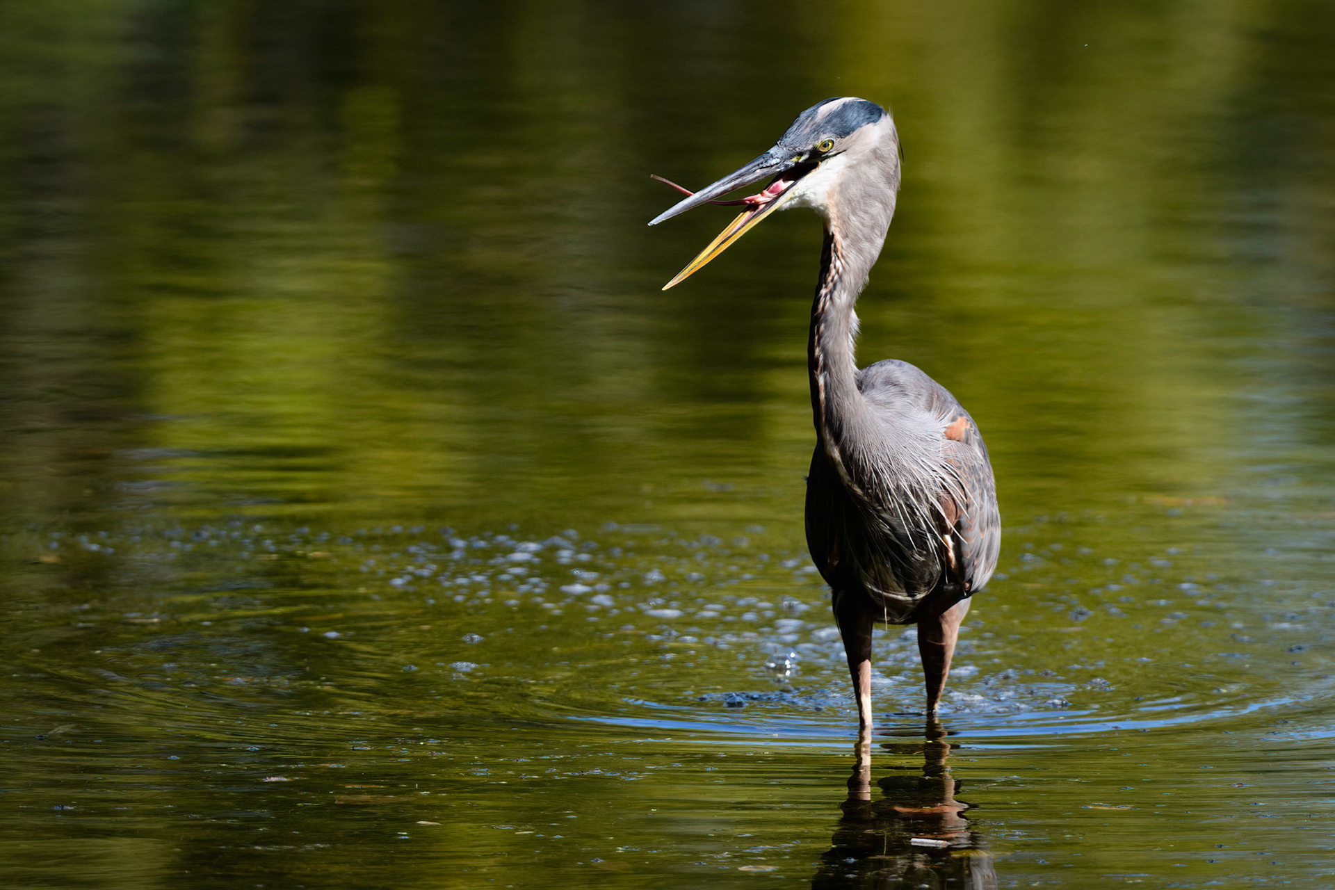 Great Blue Heron