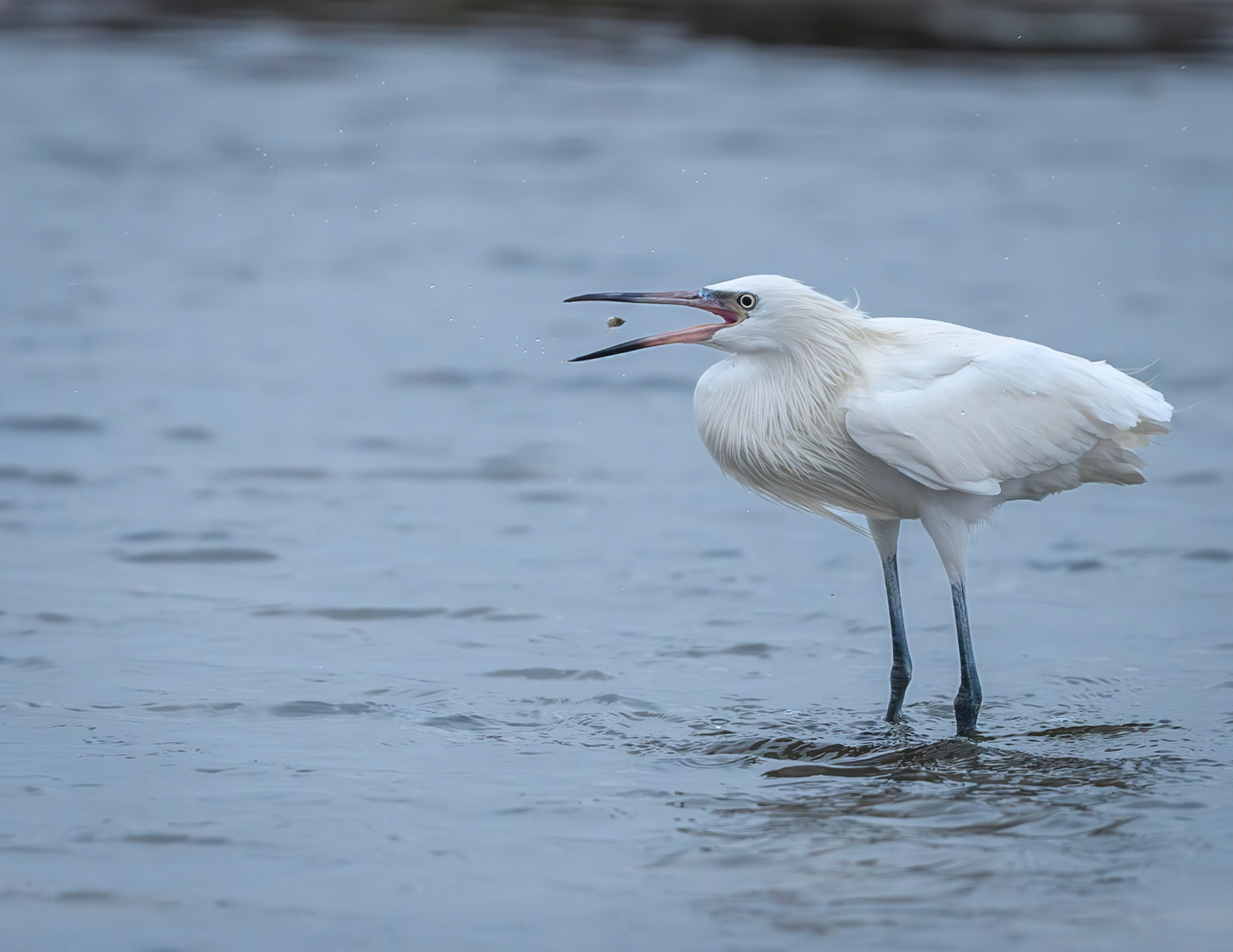 Reddish Egret (White Morph)