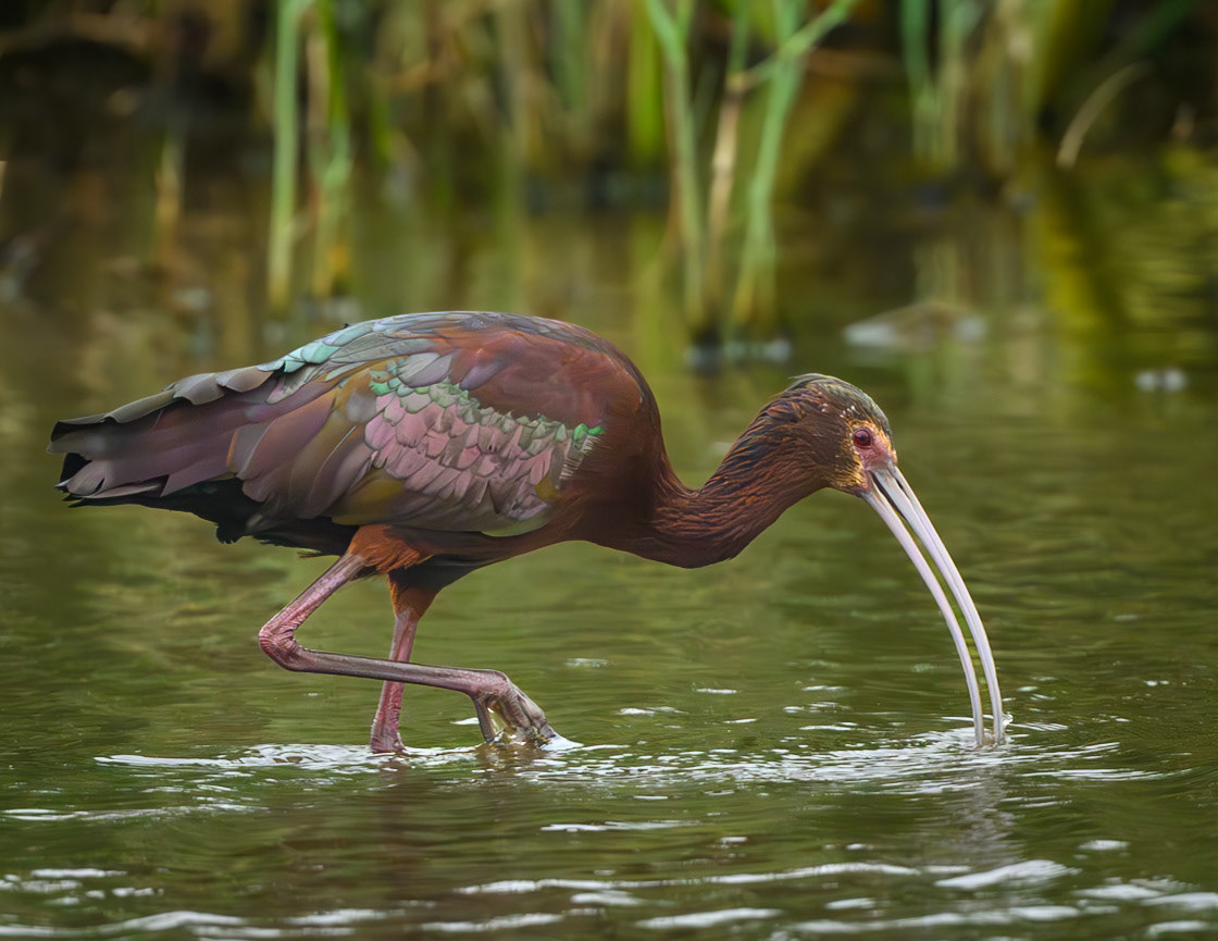 Glossy Ibis