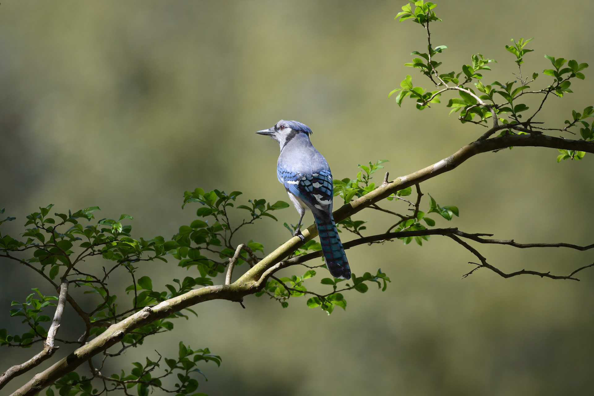 Blue Jay