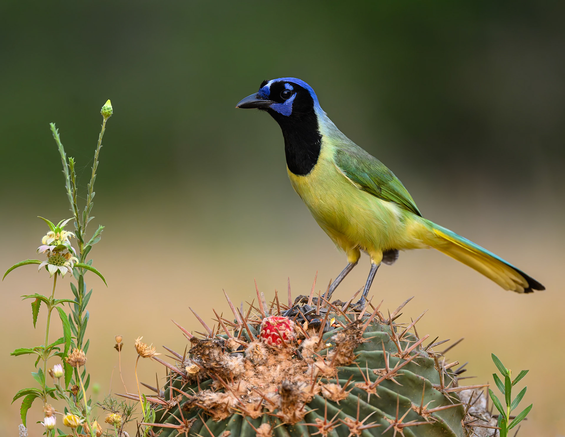 Green Jay