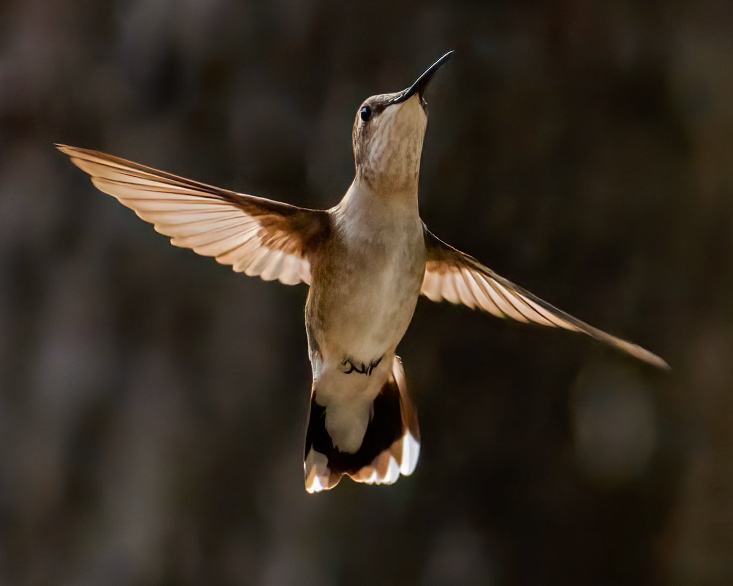 Ruby-throated Hummingbird