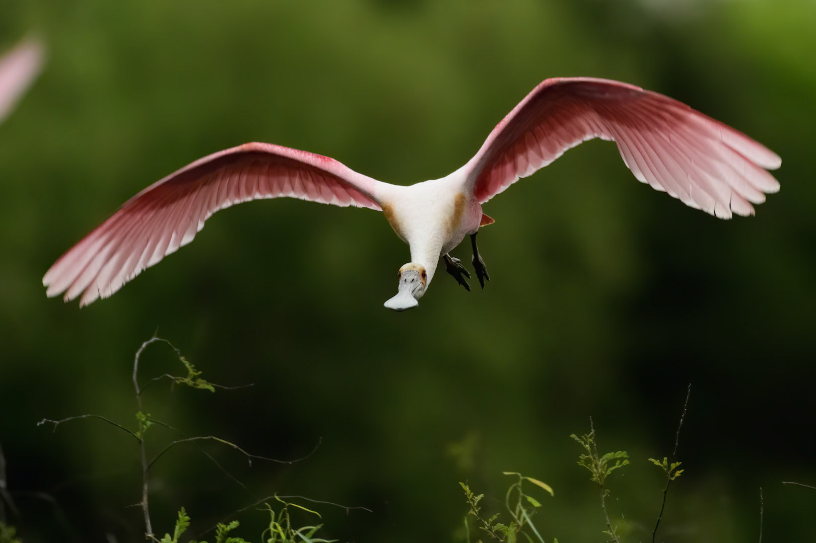 Roseate Spoonbill