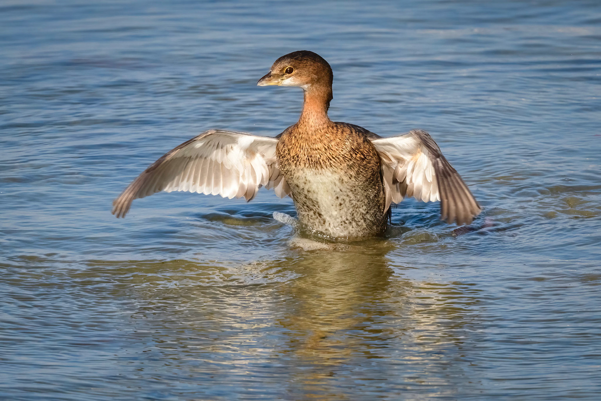 Pied-billed Grebe