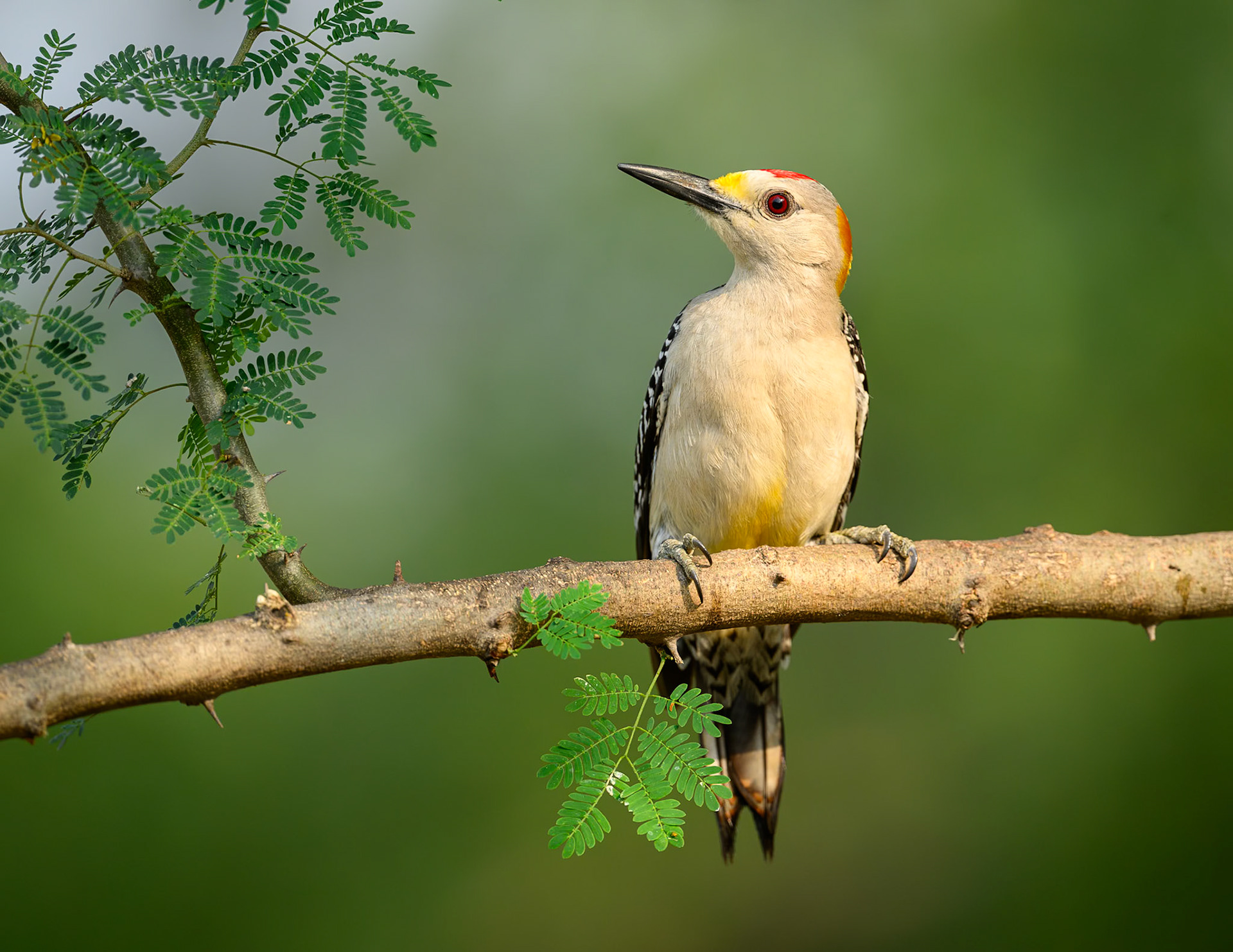 Golden-fronted Woodpecker