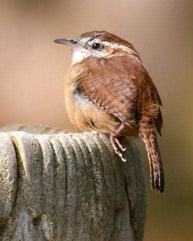 Carolina Wren