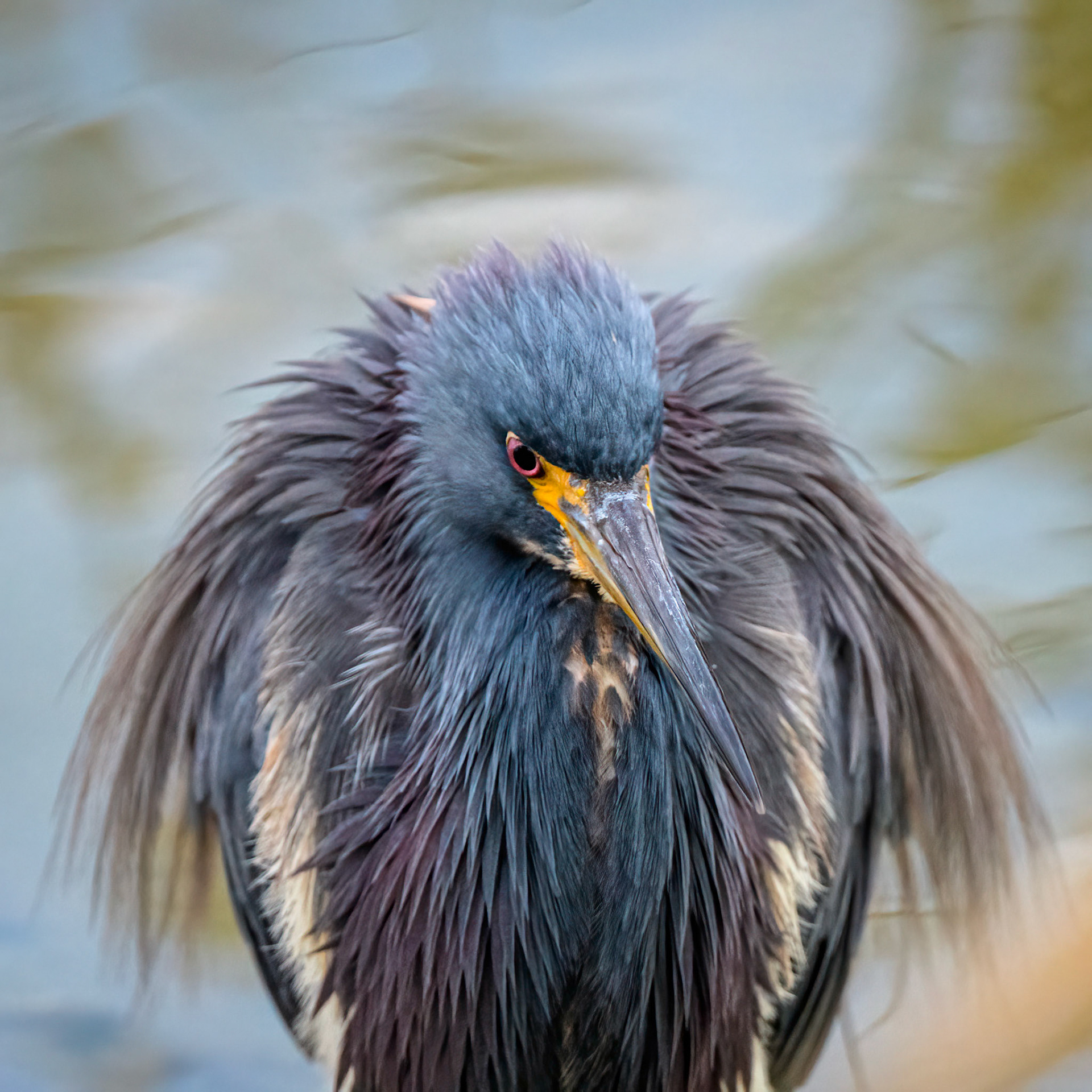 Tricolored Heron