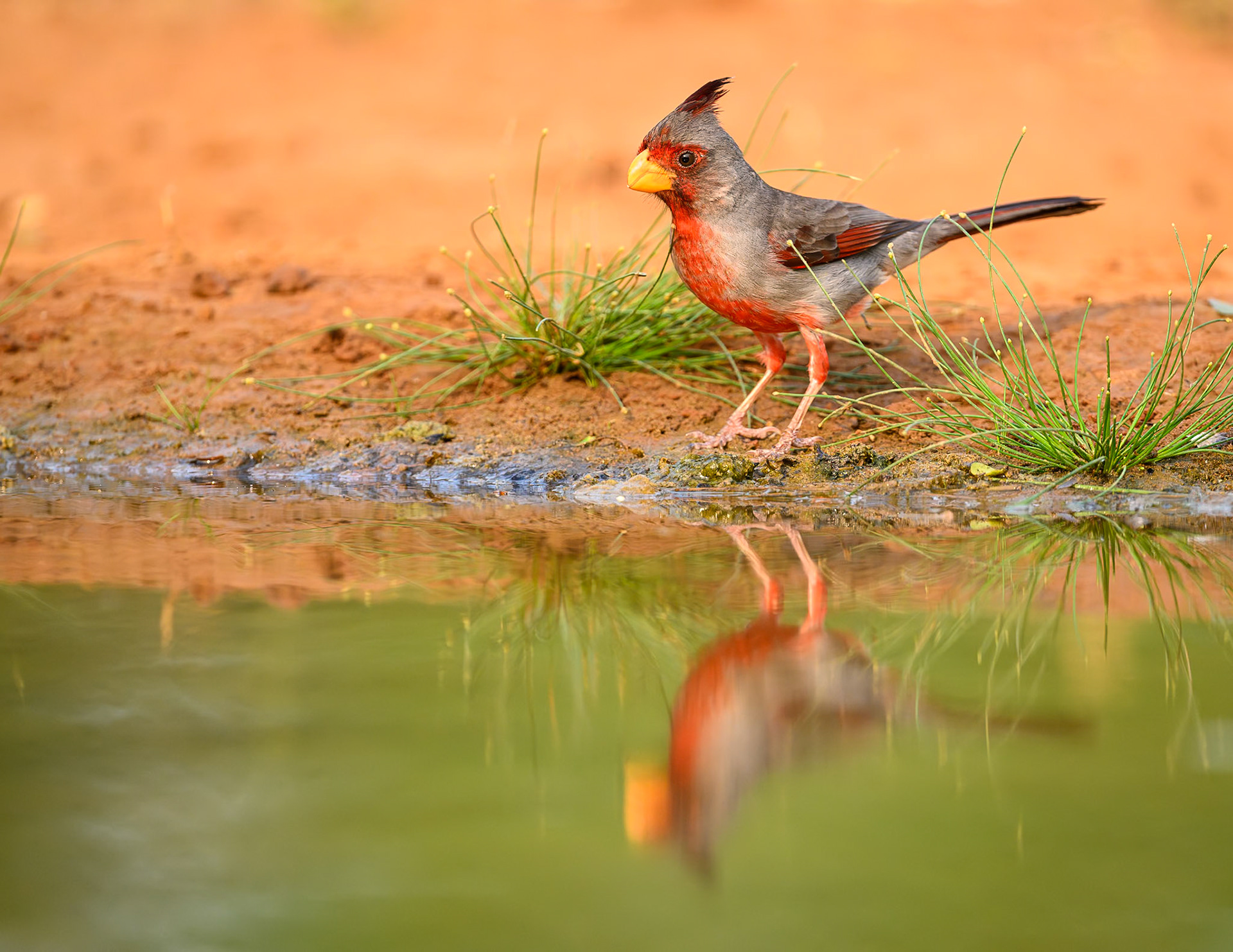 Pyrrhuloxia