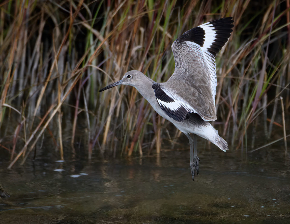 Willet