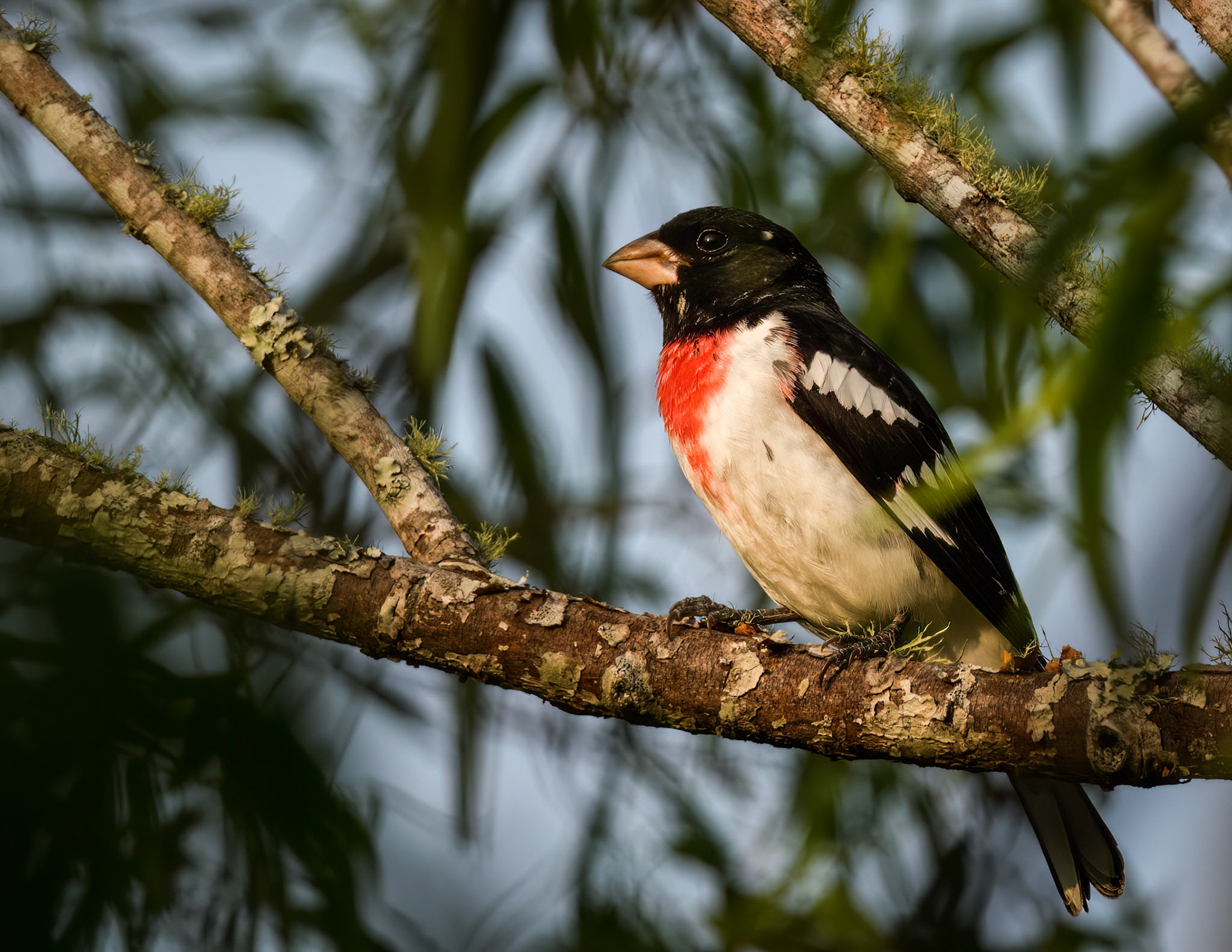 Rose-breasted Grosbeak