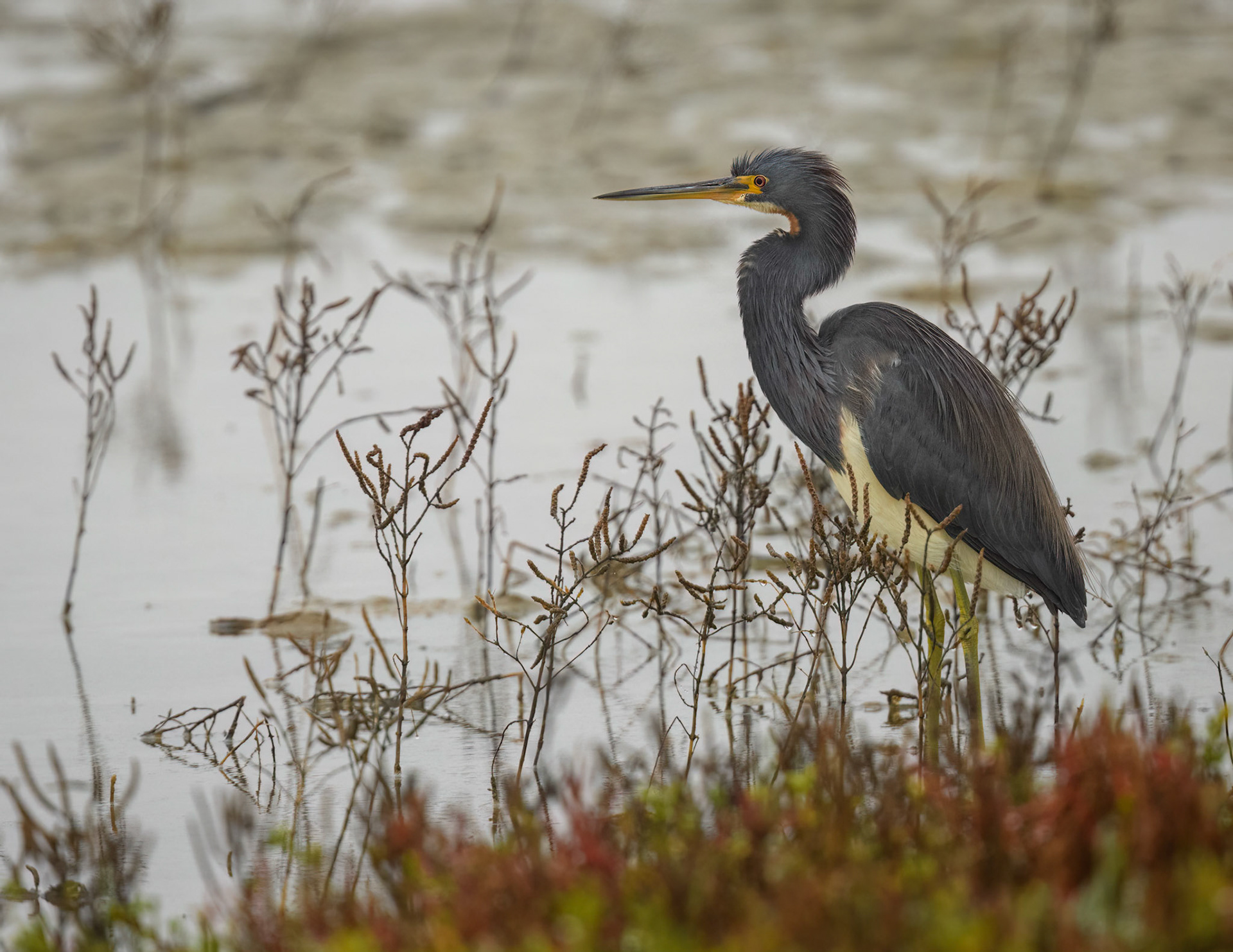 Tricolored Heron