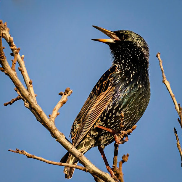 European Starling