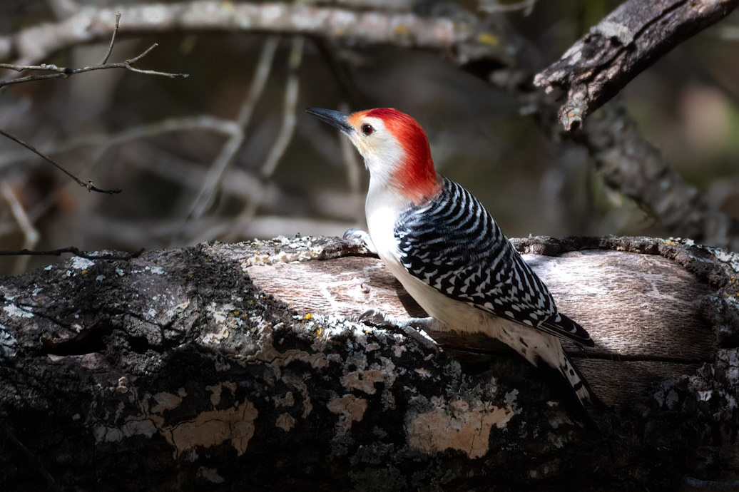 Red-bellied Woodpecker
