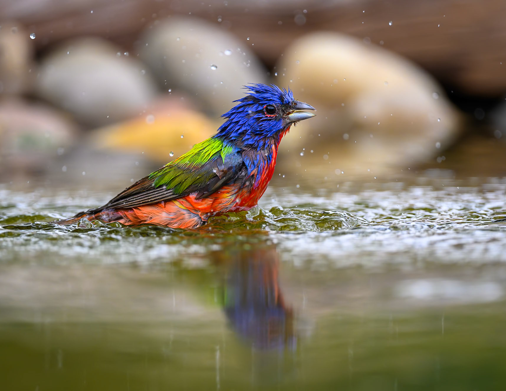 Painted Bunting
