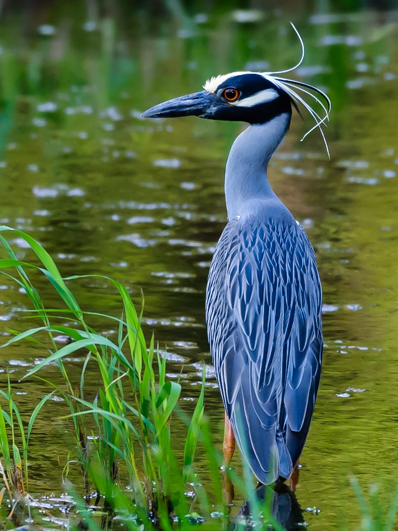 Yellow-crowned Night-Heron