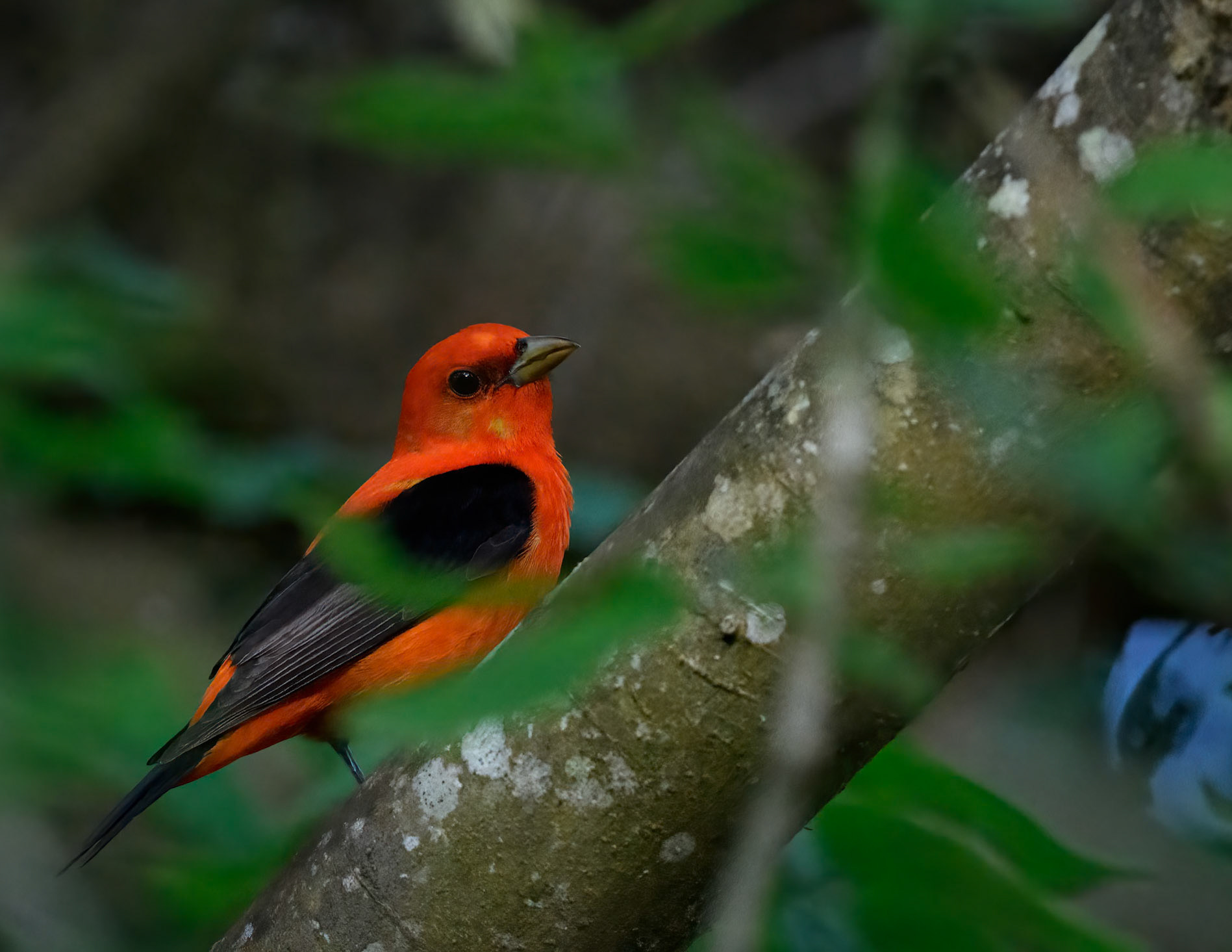 Scarlet Tanager