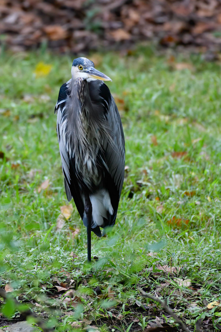 Great Blue Heron