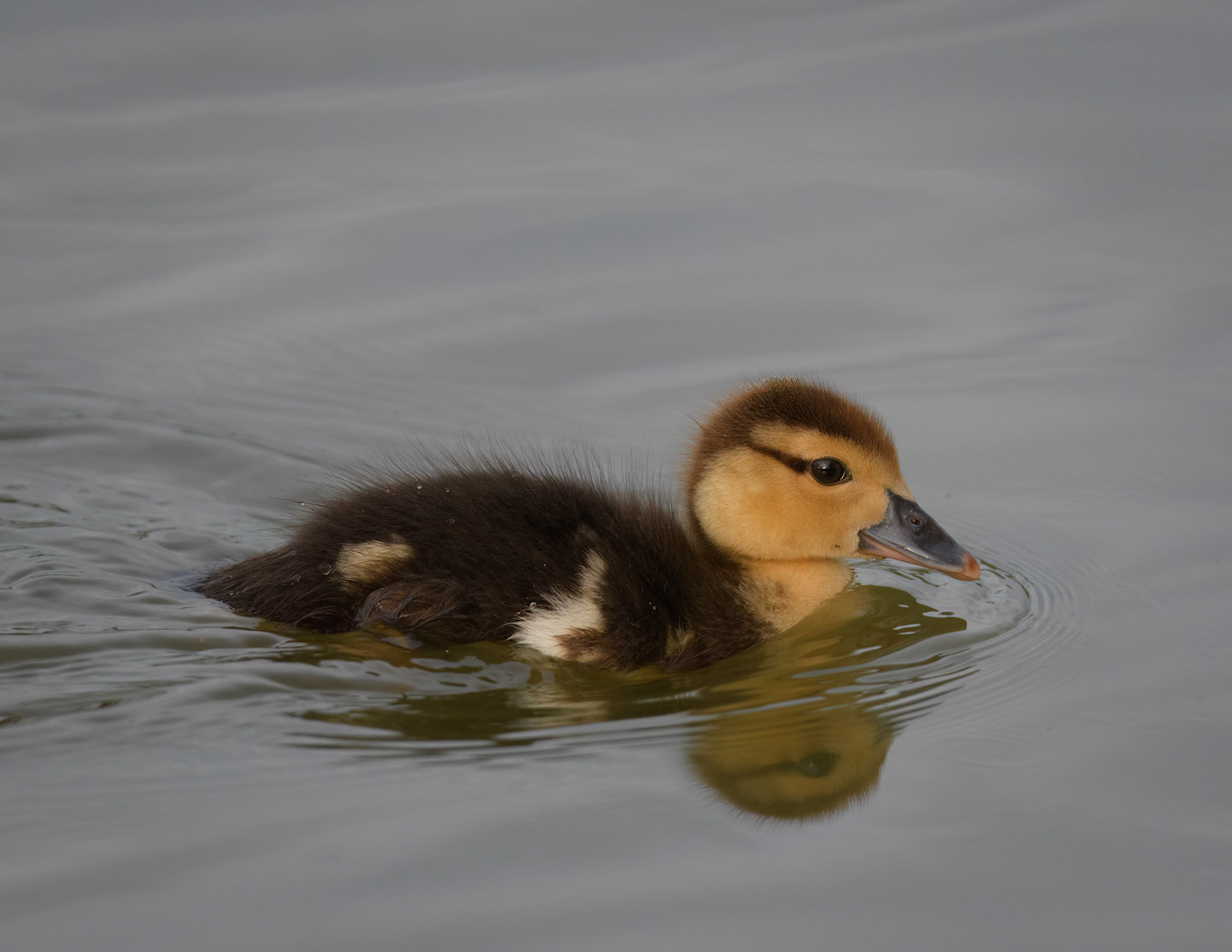 Muscovy Duckling