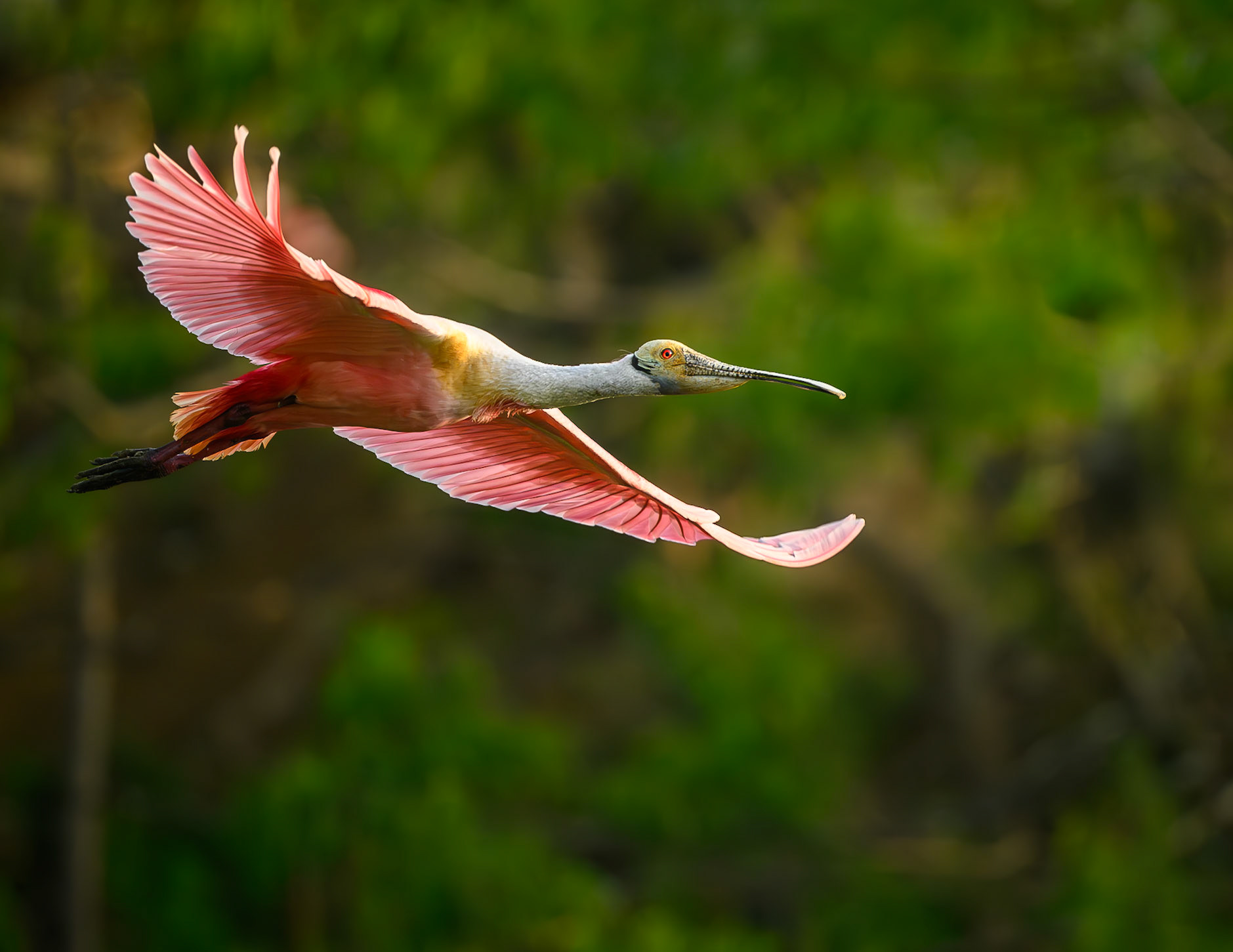 Roseate Spoonbill