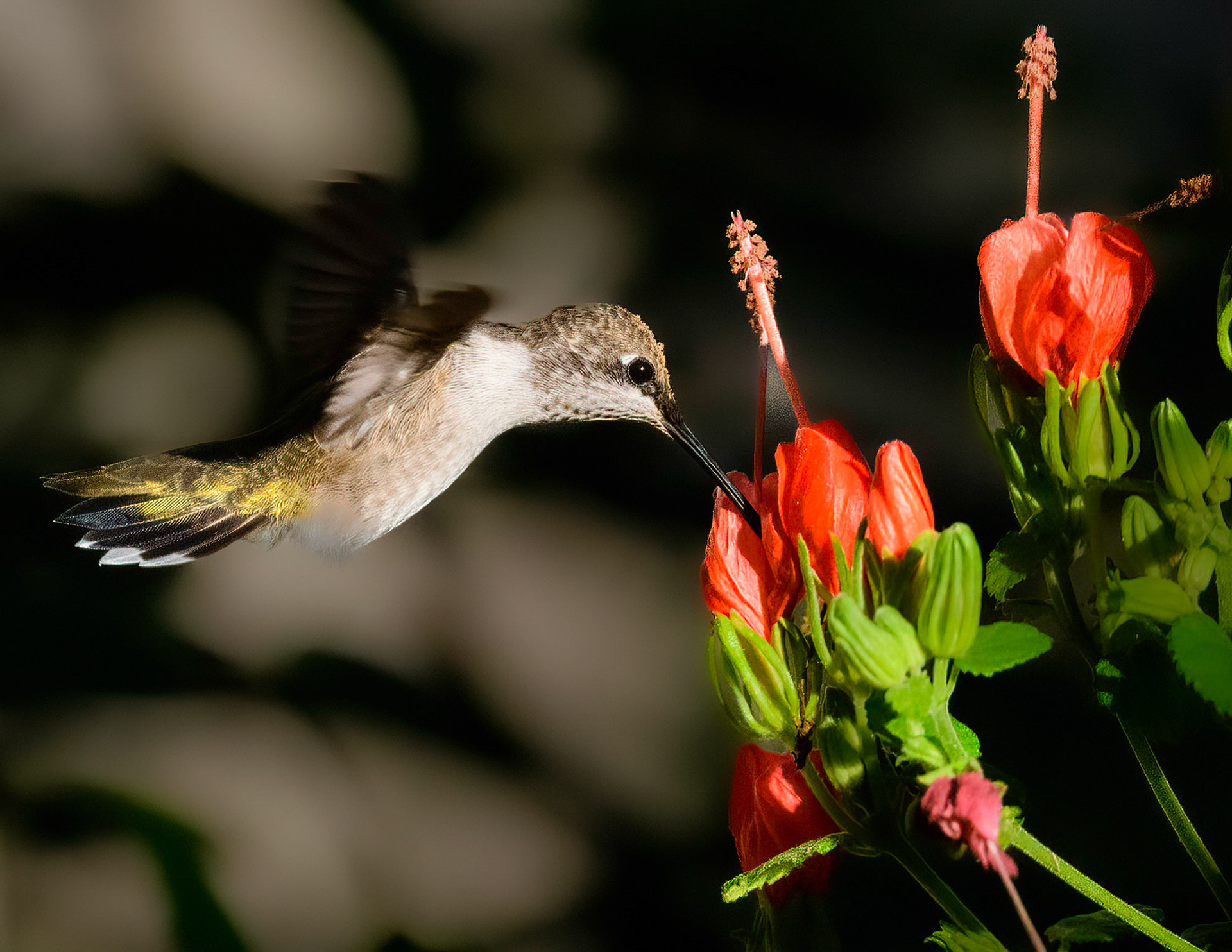 Ruby-throated Hummingbird