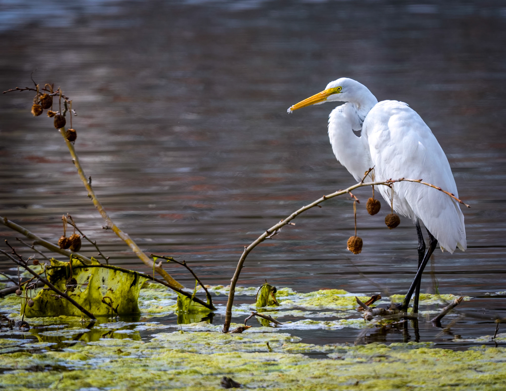 Great Egret