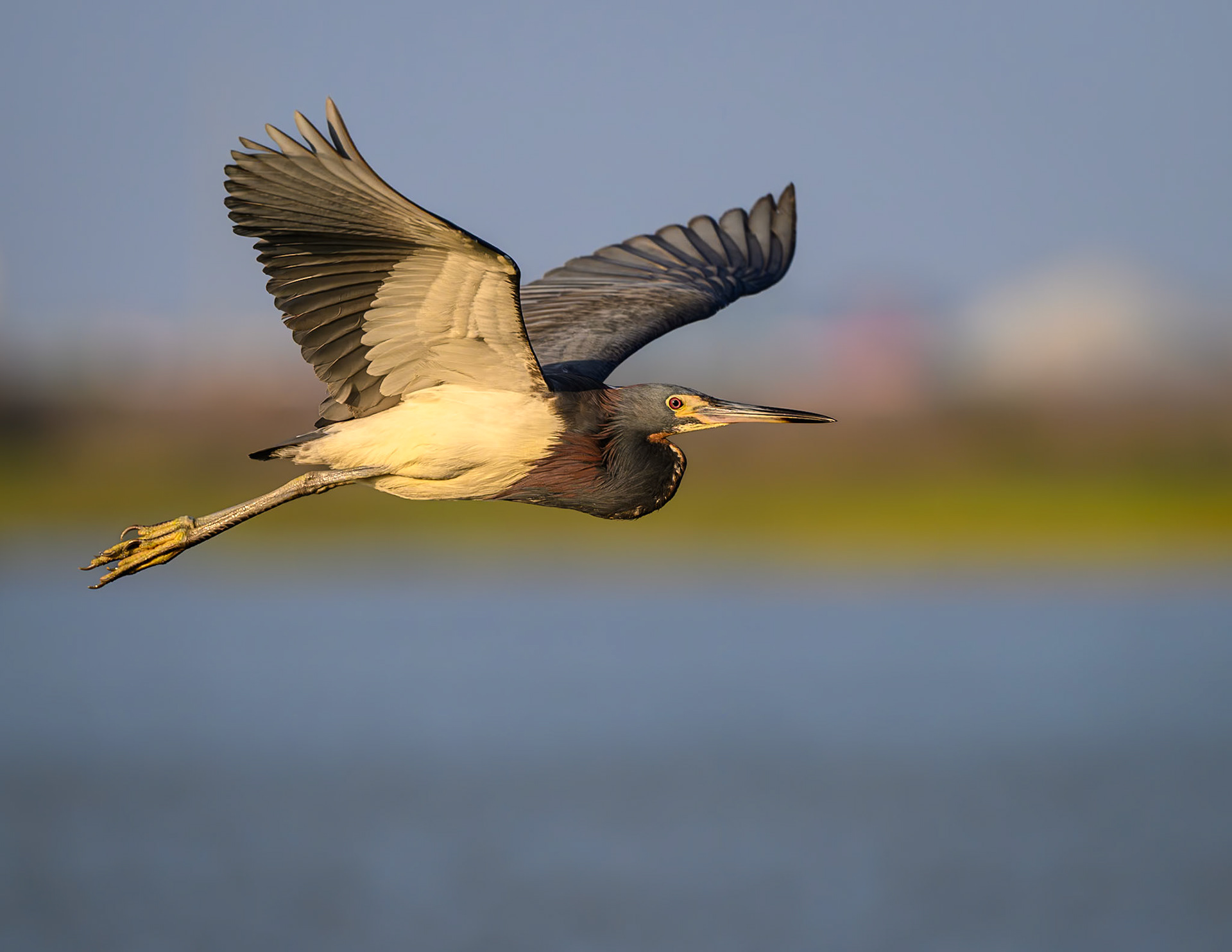 Tricolored Heron