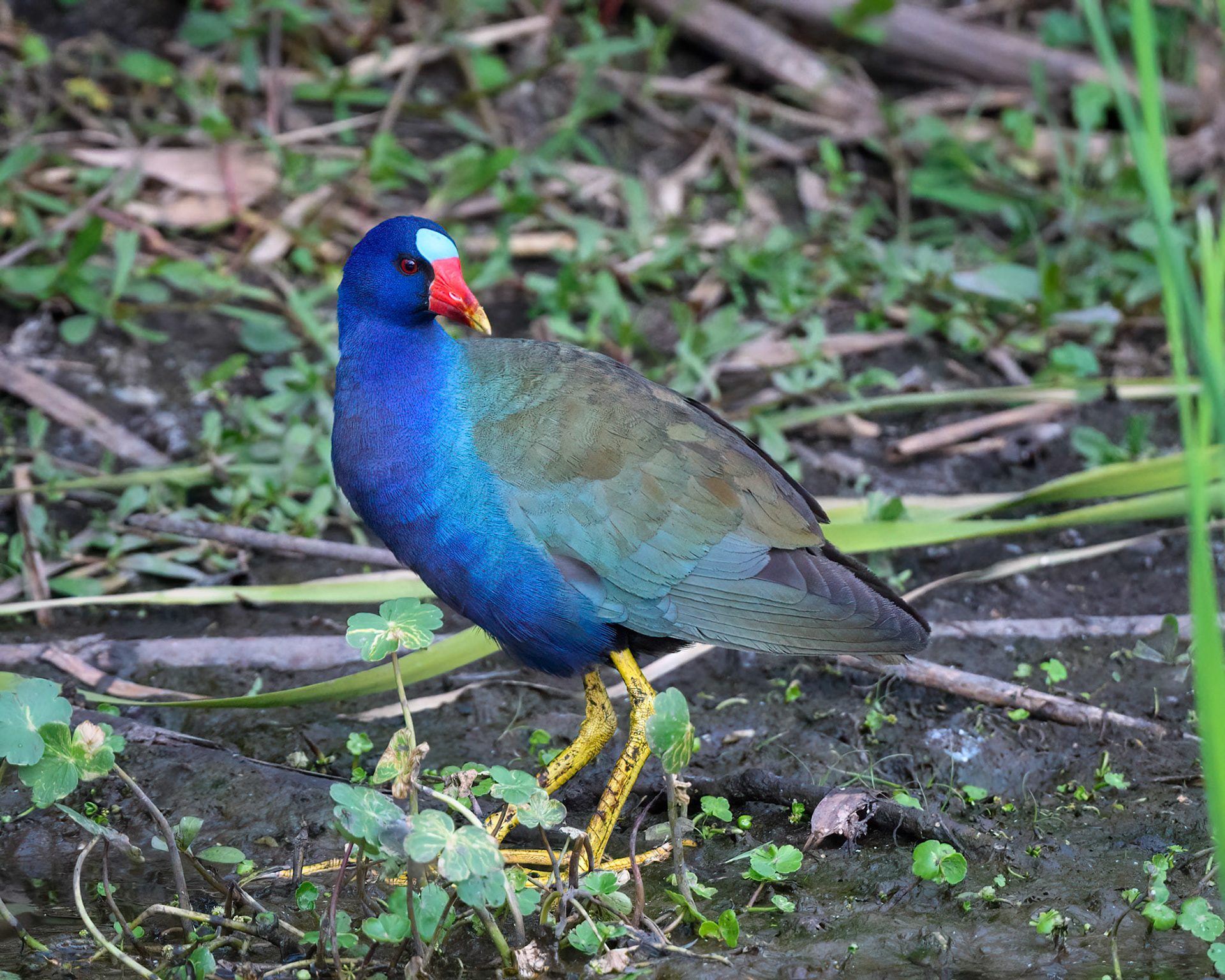 Purple Gallinule
