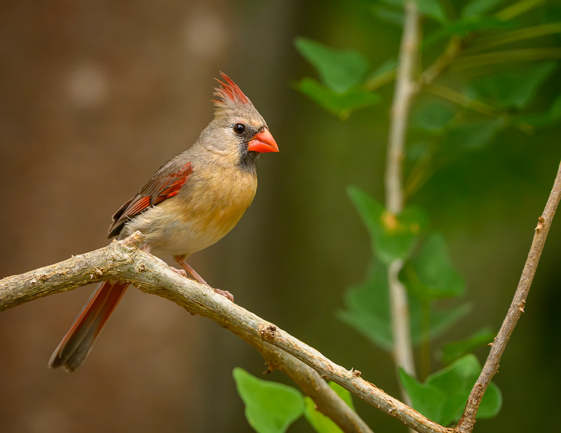 Northern Cardinal
