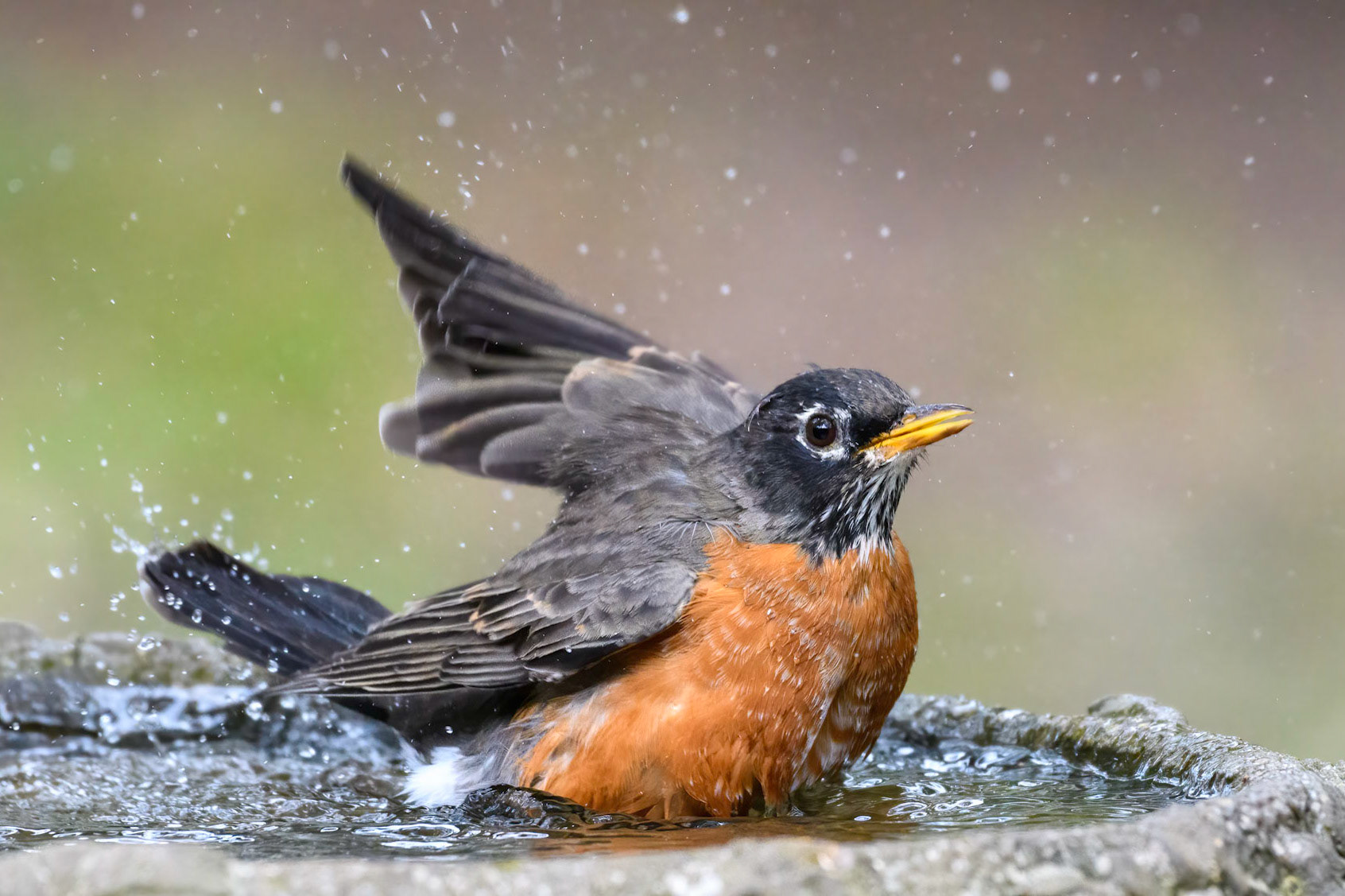 American Robin