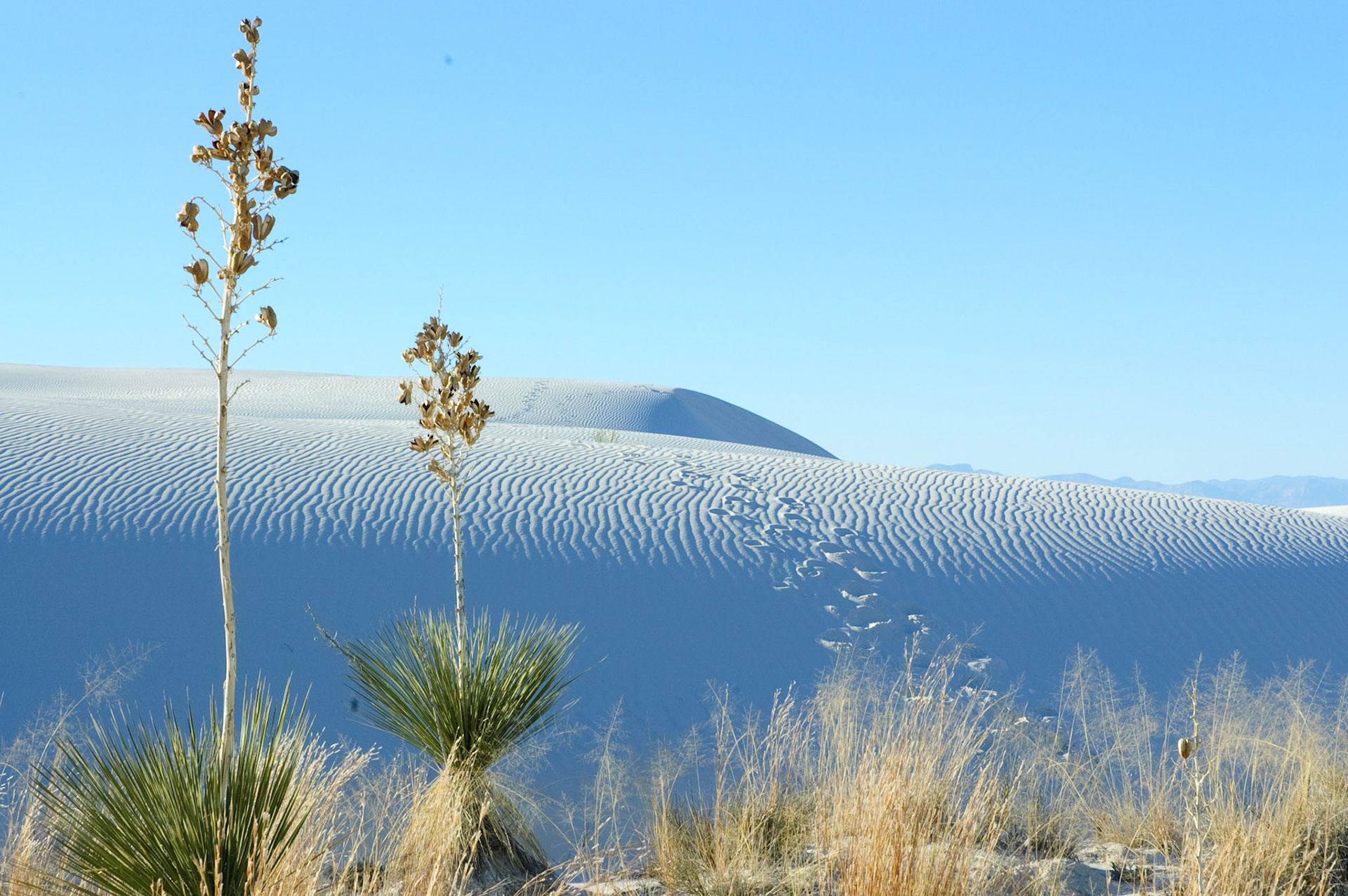 White Sands NP