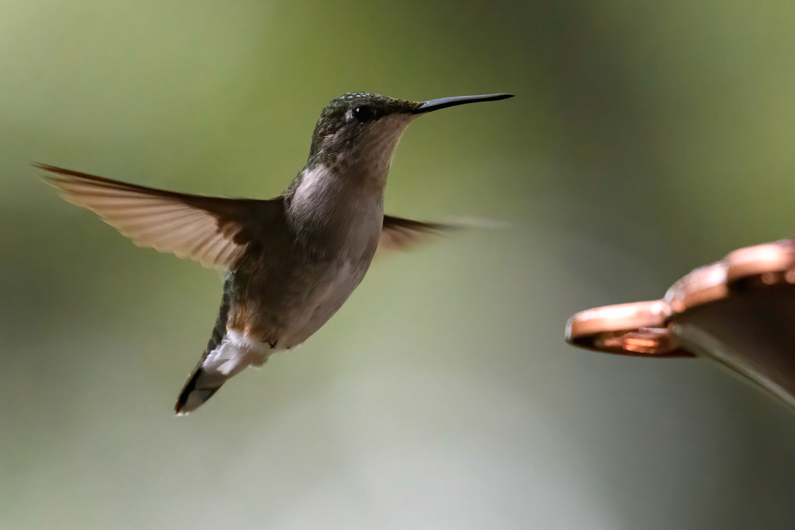 Ruby-throated Hummingbird
