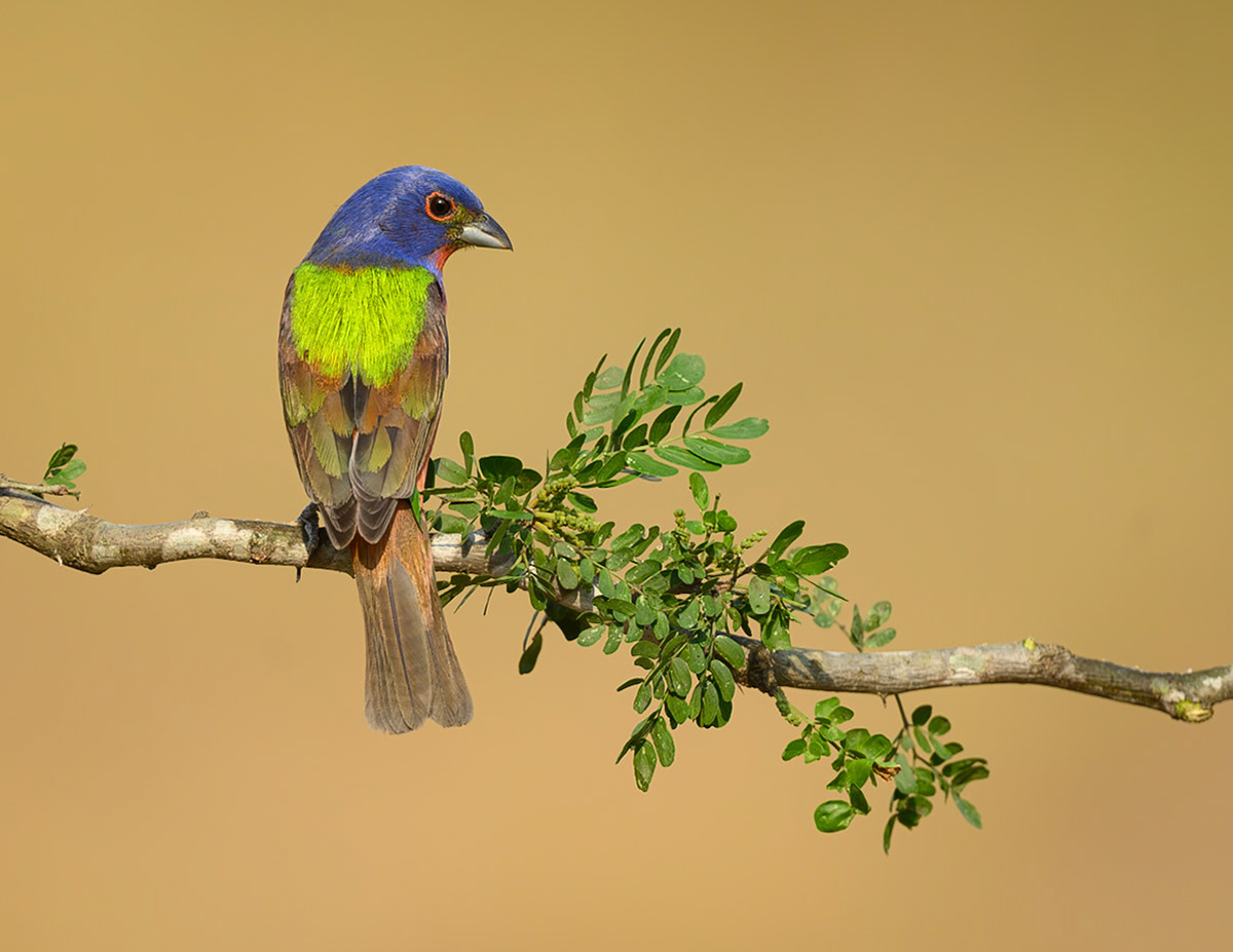 Painted Bunting