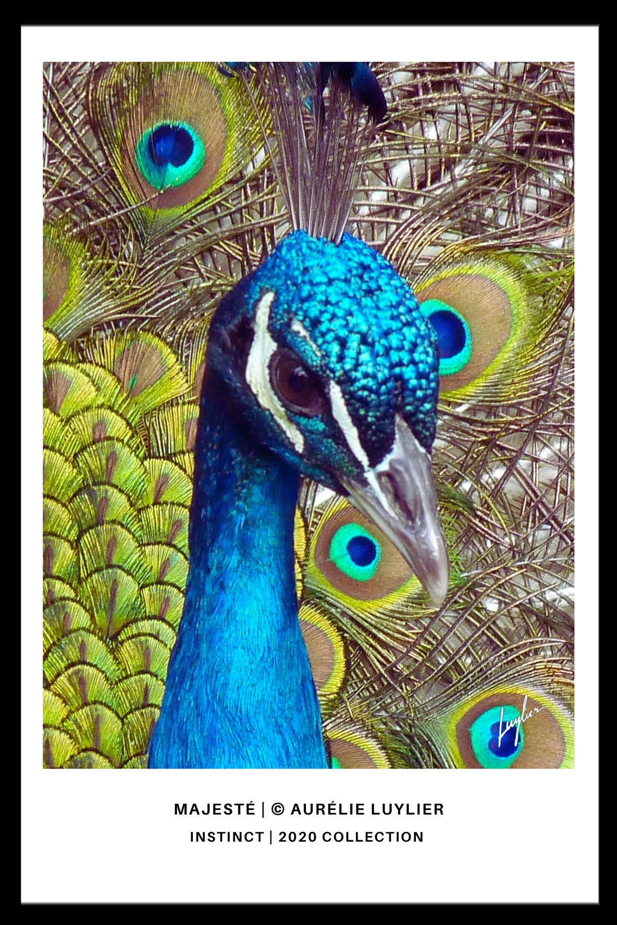 Majesté | © Aurélie Luylier