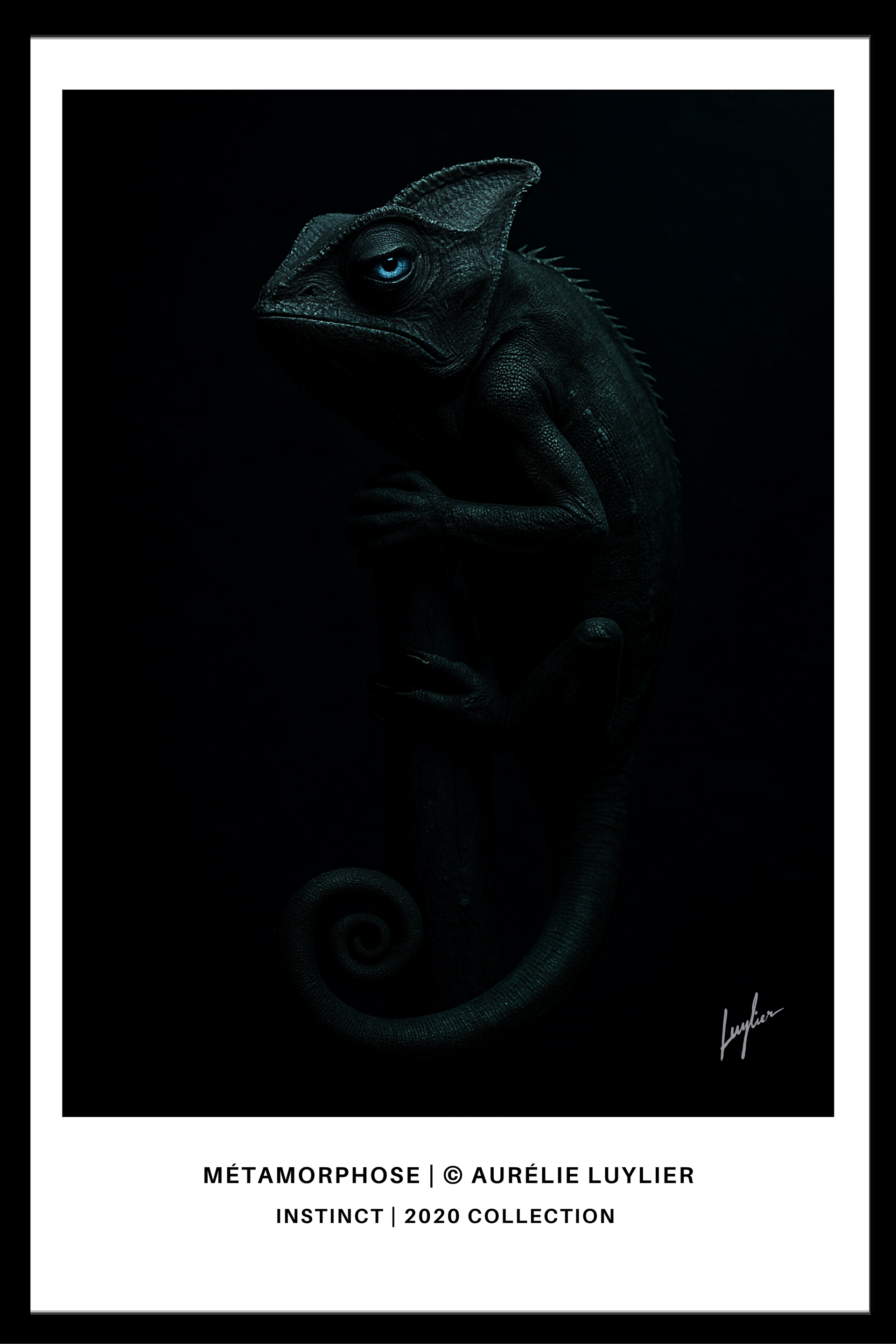 Métamorphose | © Aurélie Luylier