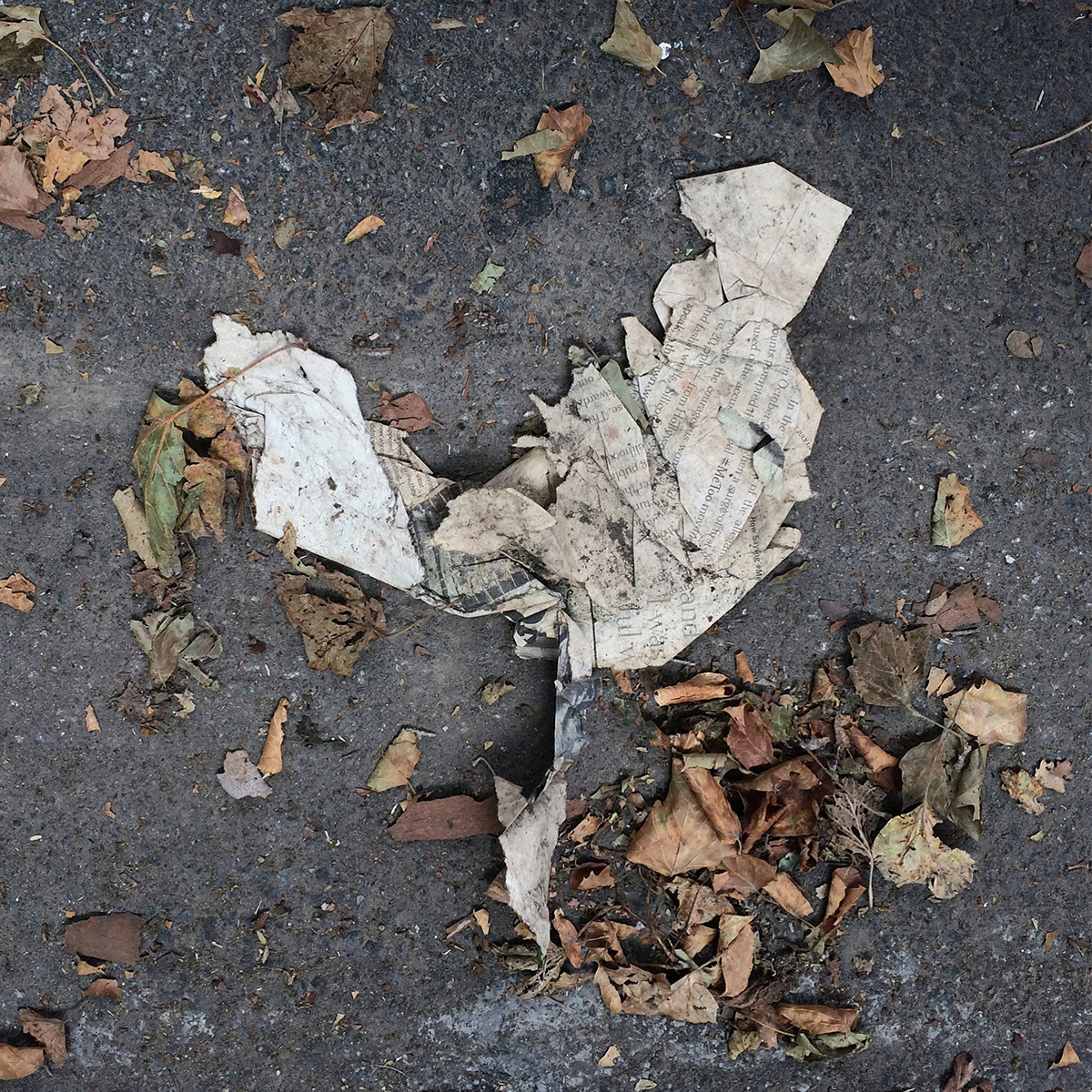 A photo of lost or discarded material found on a city street—with a form interpreted as resembling a rooster.