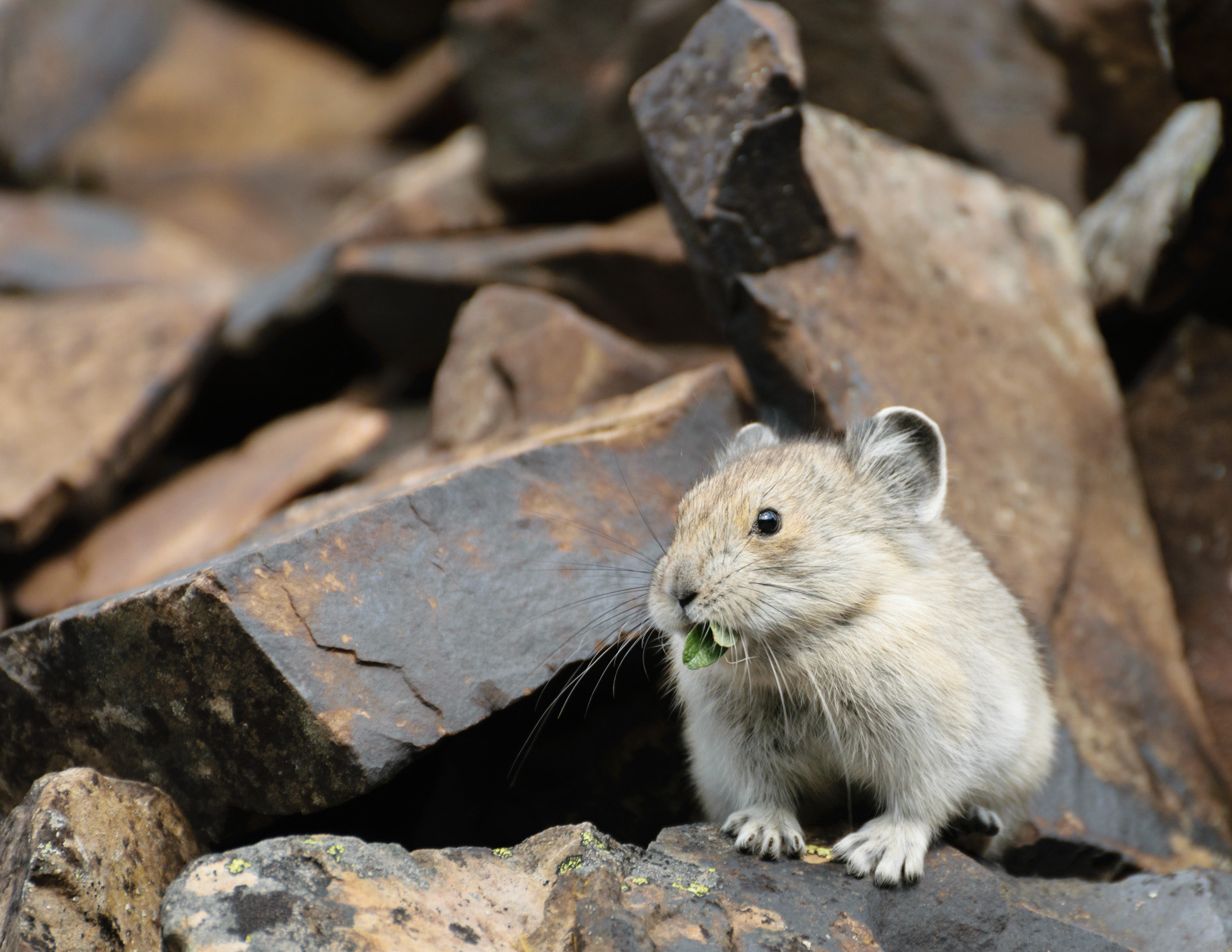 Pika in Peter Lougheed Provincial Park, AB