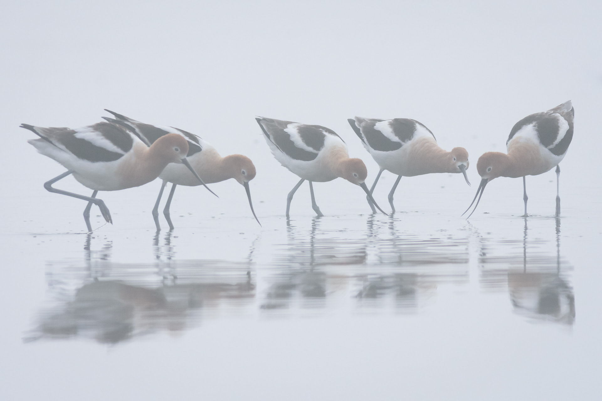 American Avocets, Recurvirostra americana, feed on a foggy morning at Frank Lake, Alberta. 