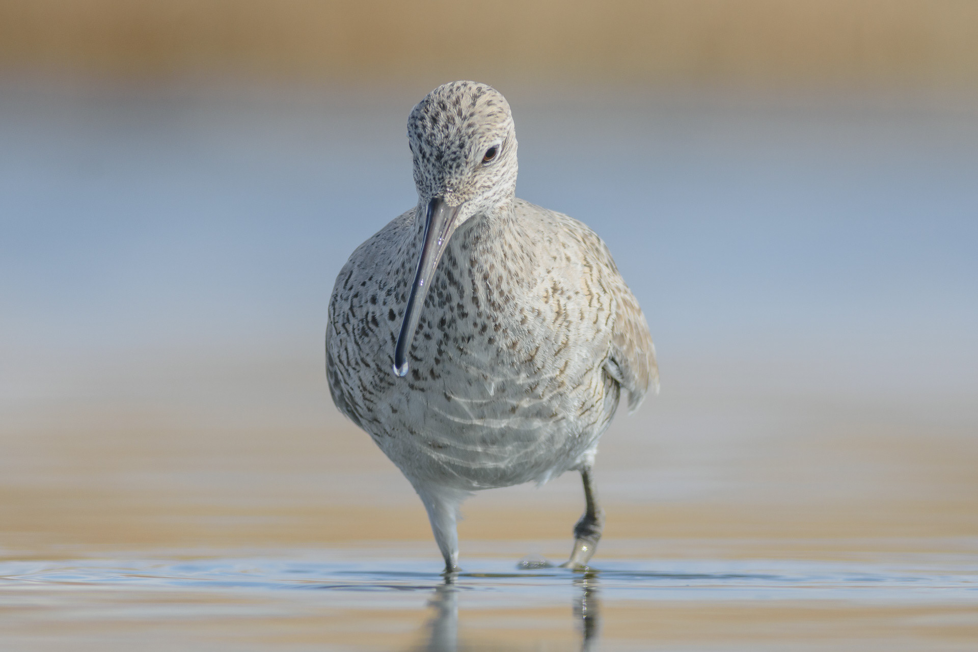 Western WIllet,  Frank Lake, Alberta
