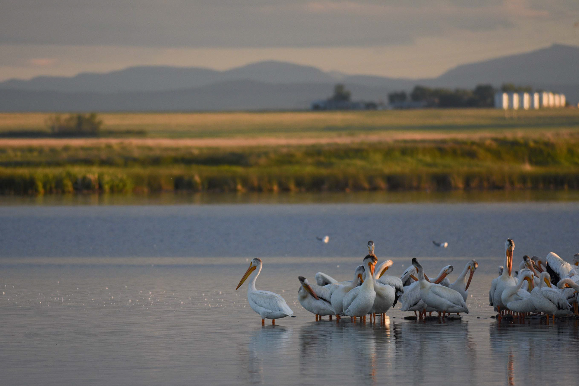 American White Pelicans at Frank Lake, Alta, near sunset on Friday, June 25, 2021.