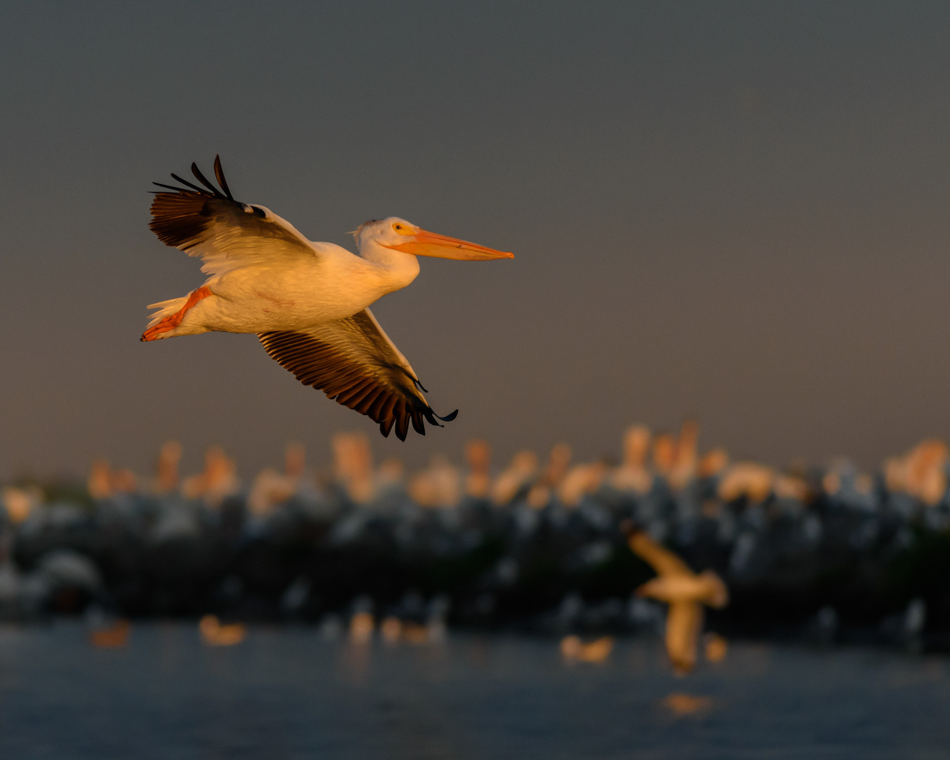 American White Pelican,Pelecanus erythrorhynchos, comes in to roost for the night at Frank Lake, Alberta. 