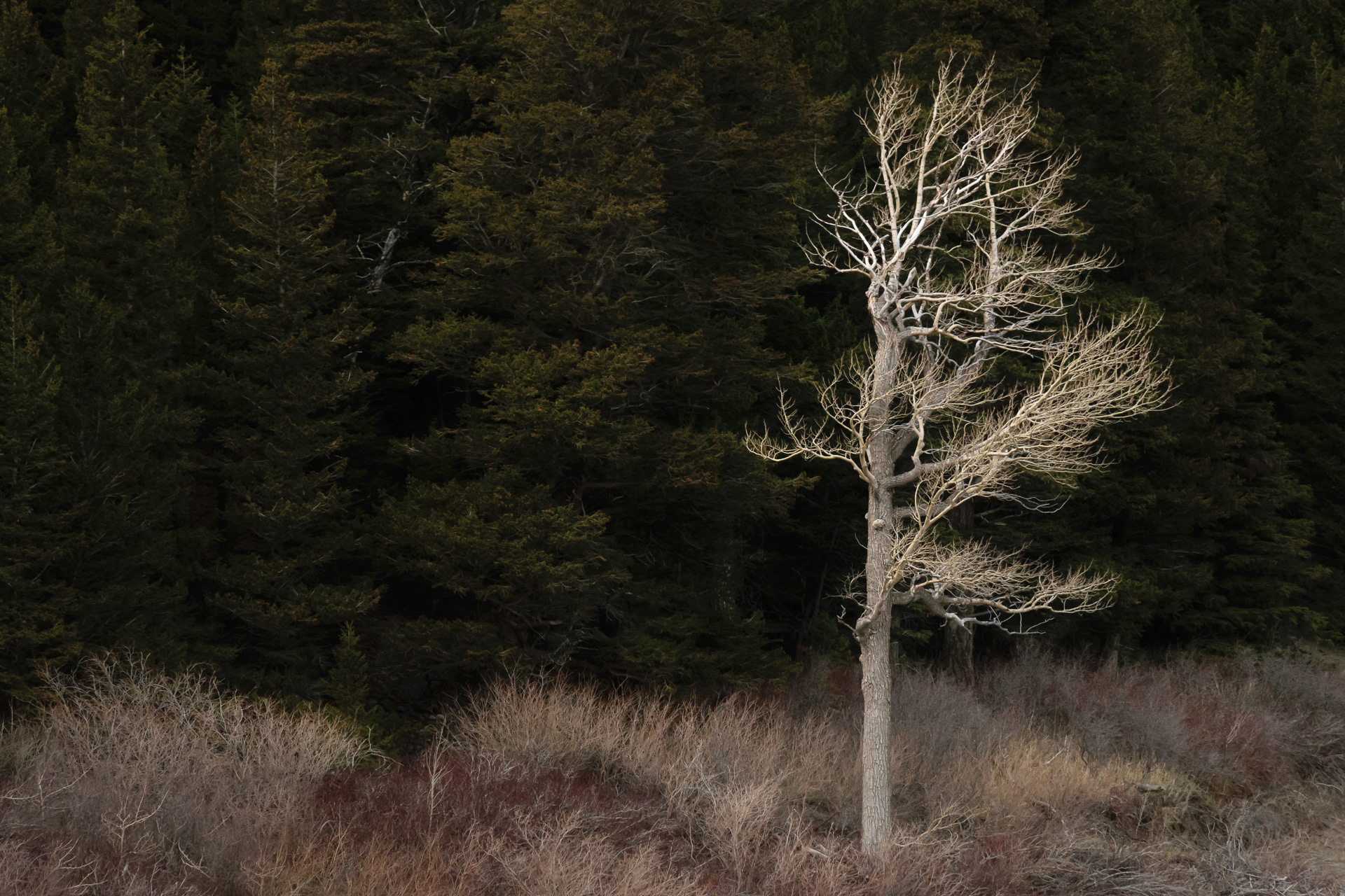Single deciduous tree stands out among evergreens in Southern Alberta.