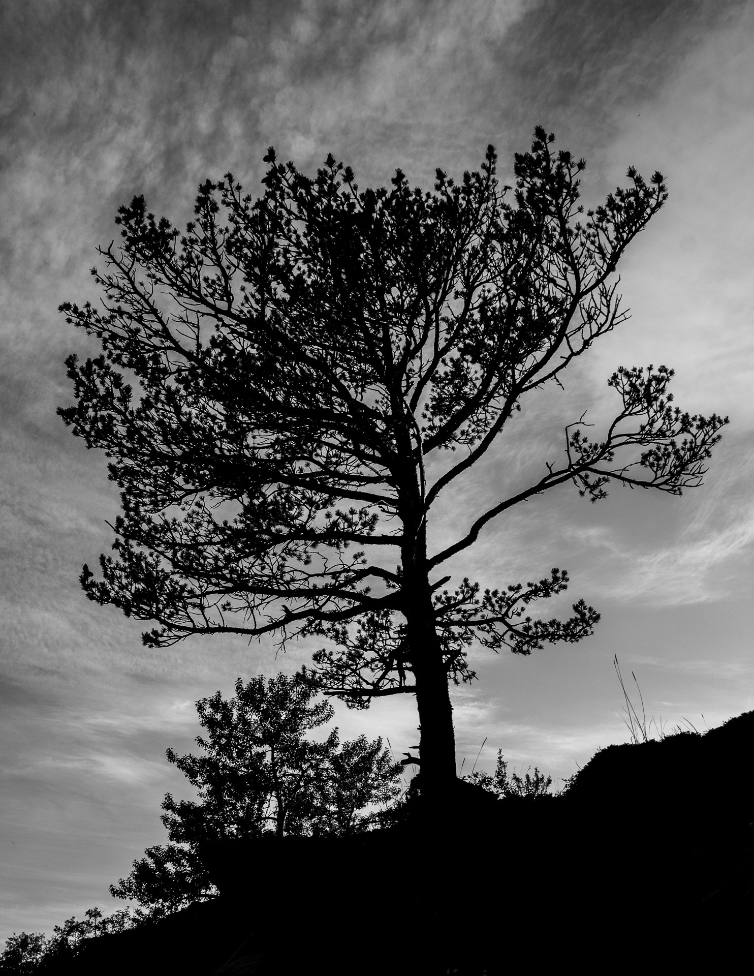 Tree west of Longview, Alberta