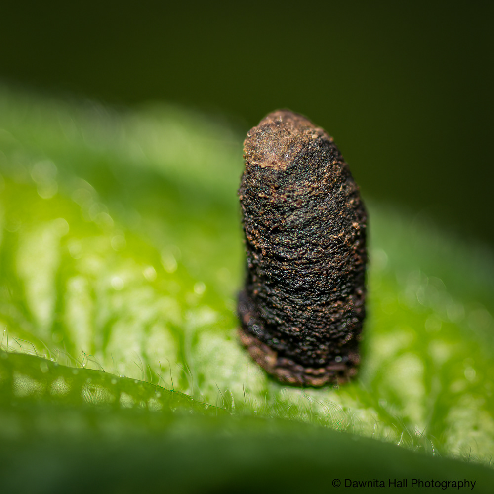 Egg? Poop? Bug?