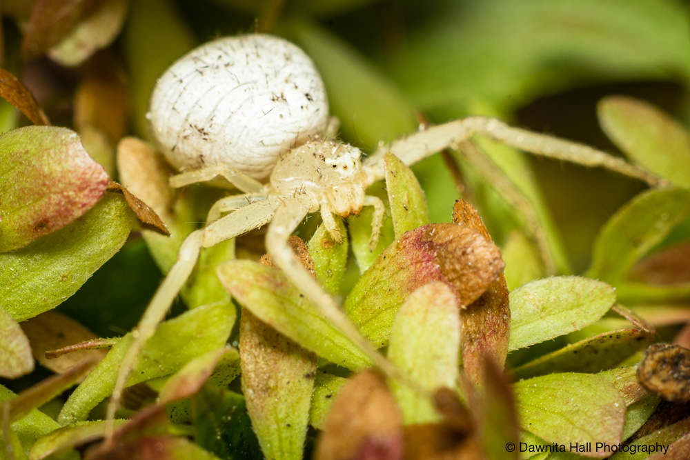 American Green Crab Spider