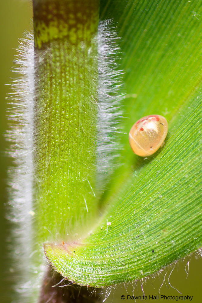 Leaf-footed Bug Egg