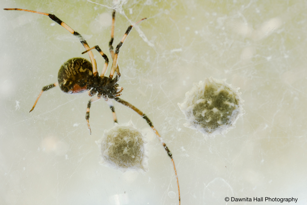 Brown Widow and Egg Sacks